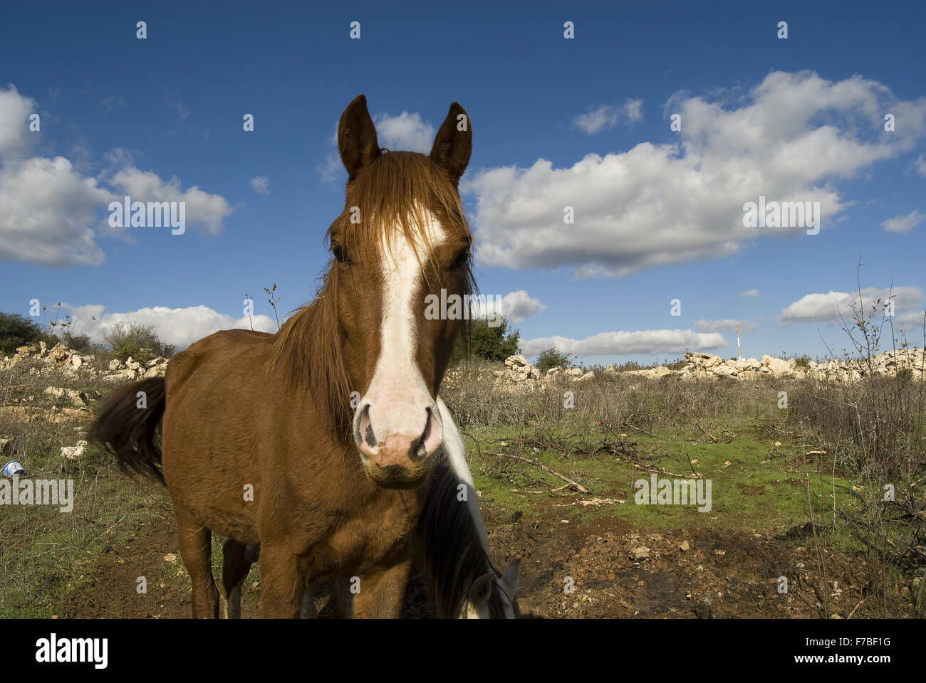 Il cavallo ha sollevato la sua testa e guardando attentamente il fotografo Foto Stock