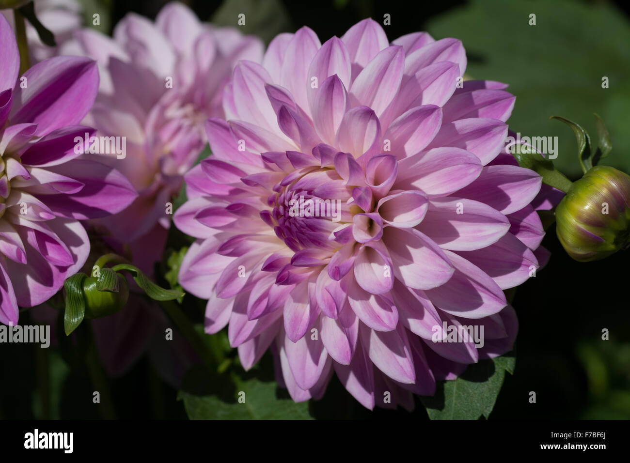 Dahlia Super Trouper Foto Stock