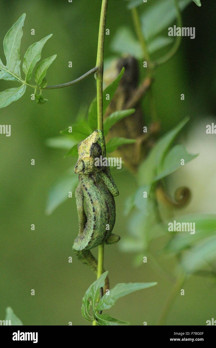 Chameleon baby rilasciato come preda per i serpenti a Nairobi Snake Park Foto Stock