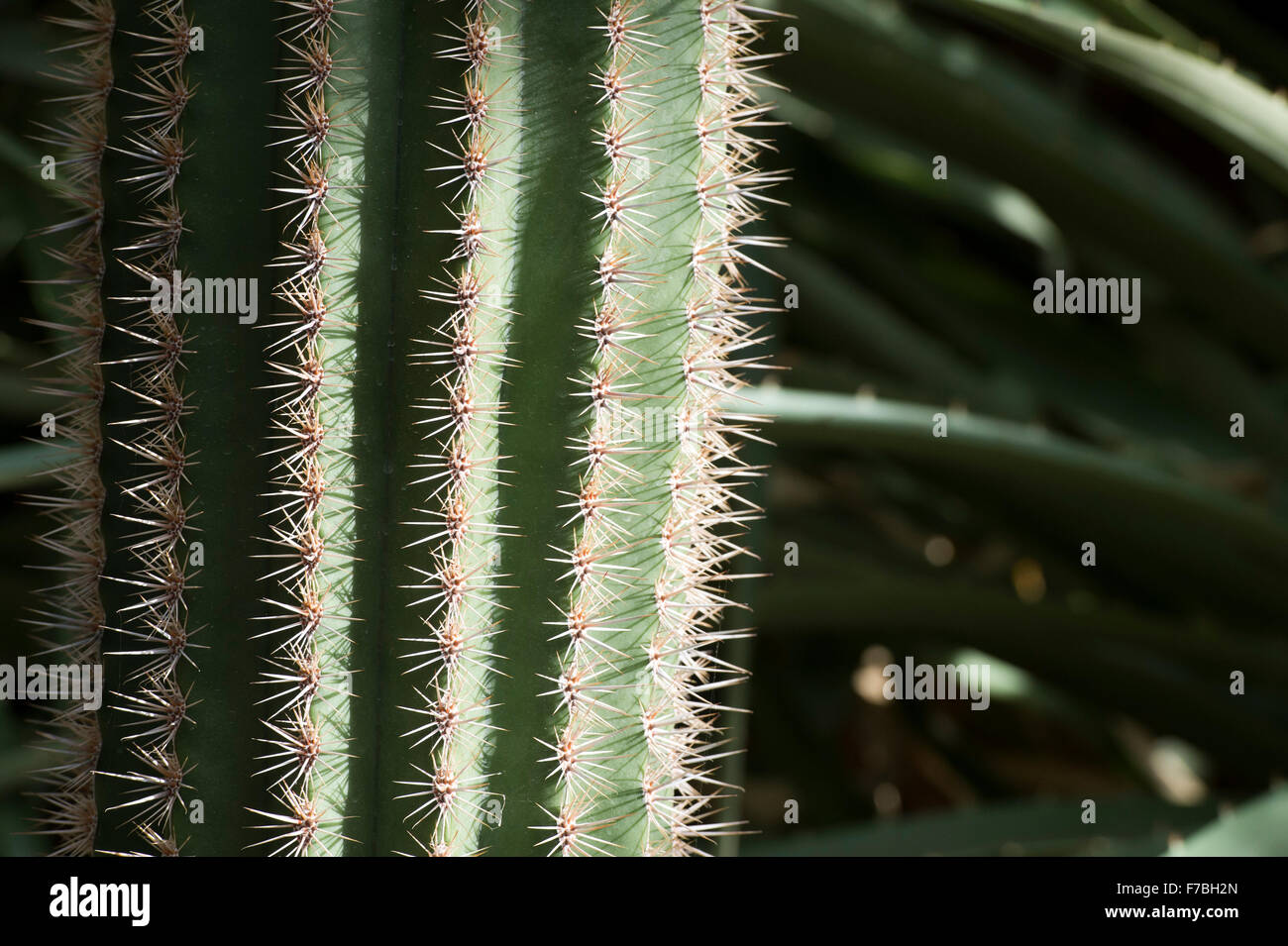 Pachycereus Pringlei. Il gigante messicano cardon o Elephant cactus nel sole e ombra ad RHS Wisley Gardens Foto Stock