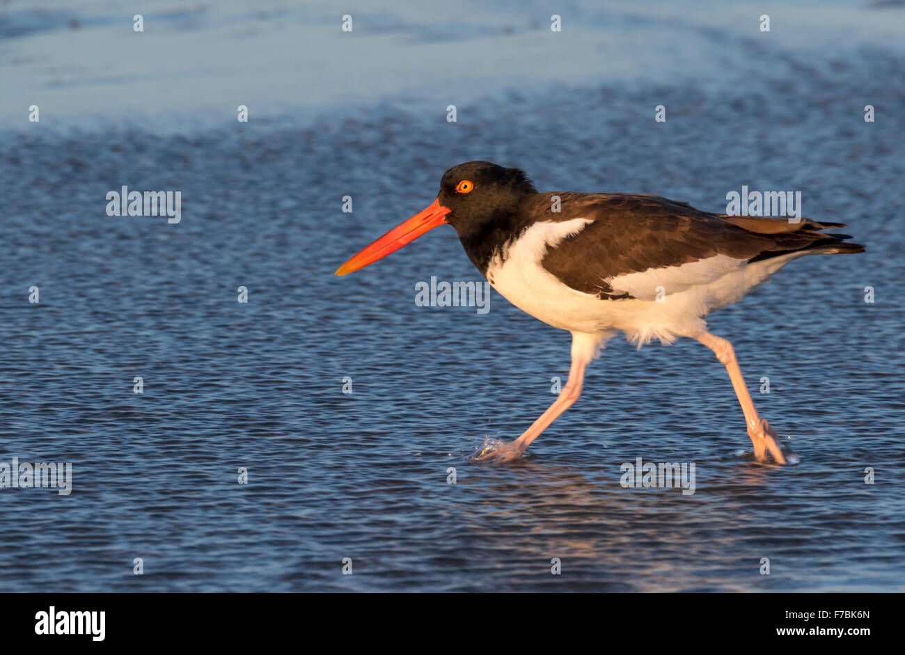 American oystercatcher (Haematopus palliatus) sulla costa dell'oceano, Galveston, Texas, Stati Uniti d'America. Foto Stock