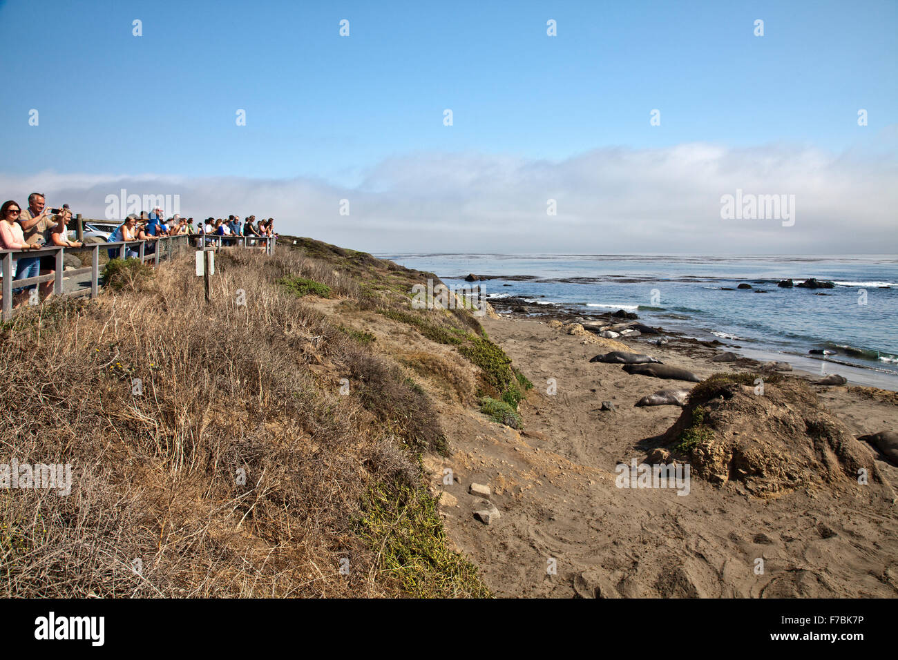 I turisti a sinistra, foche elefanti a destra. Una colonia stimata a più di 15.000 spiagge nelle vicinanze di San Simeone, CA. Foto Stock