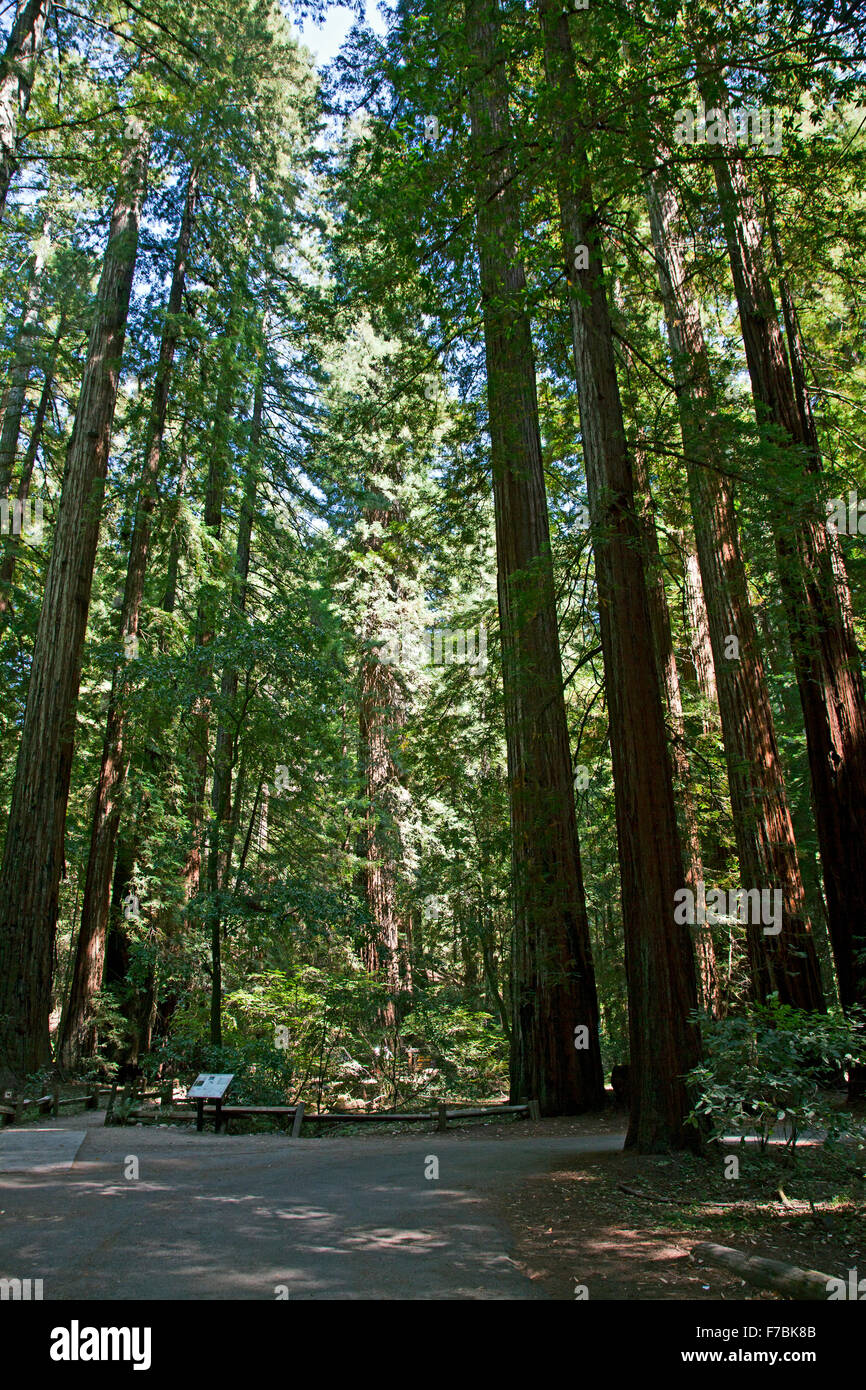 Canneto di Redwoods Costiere (Sequoia sempervirens) ad Armstrong Redwoods Riserva Naturale Statale, a Guerneville, California. Foto Stock
