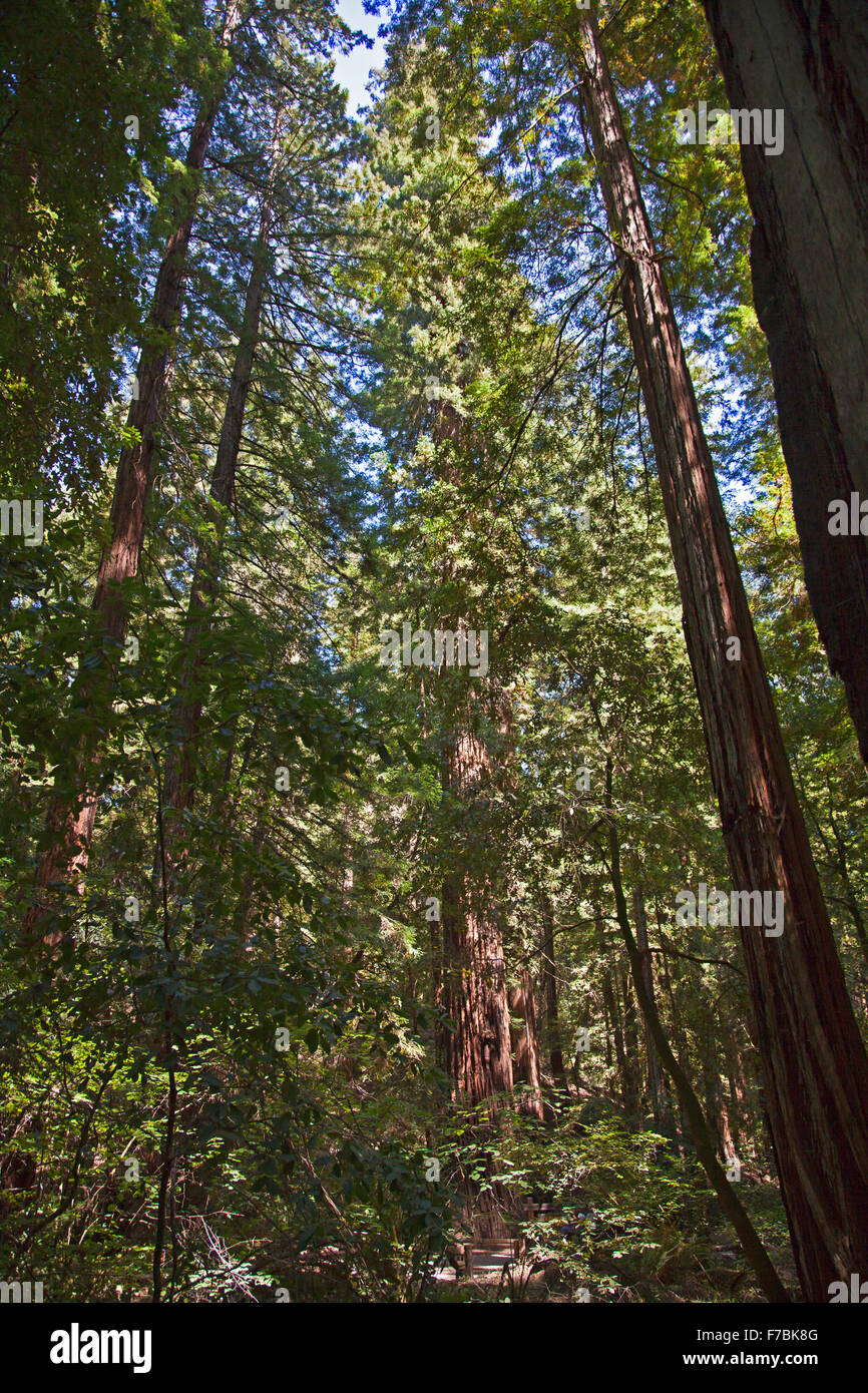 Canneto di Redwoods Costiere (Sequoia sempervirens) ad Armstrong Redwoods Riserva Naturale Statale, a Guerneville, California. Foto Stock