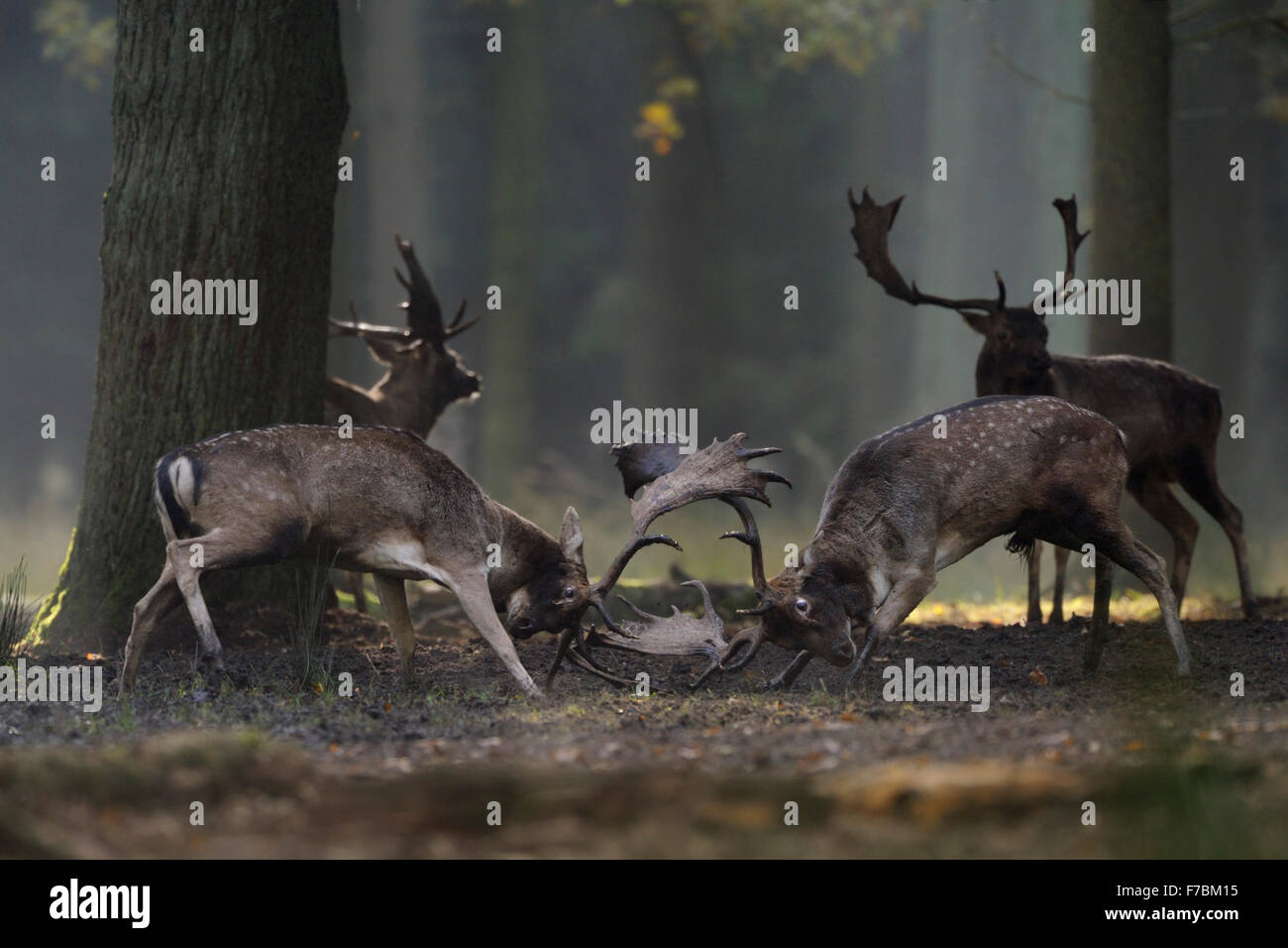 Daini ( Dama Dama ), bucks nella dura lotta mentre solchi stagione in mezzo a boschi misti, di prendersi cura del loro contatto visivo. Foto Stock