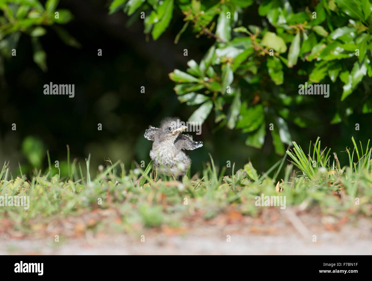 Wild mockingbird pulcino Foto Stock