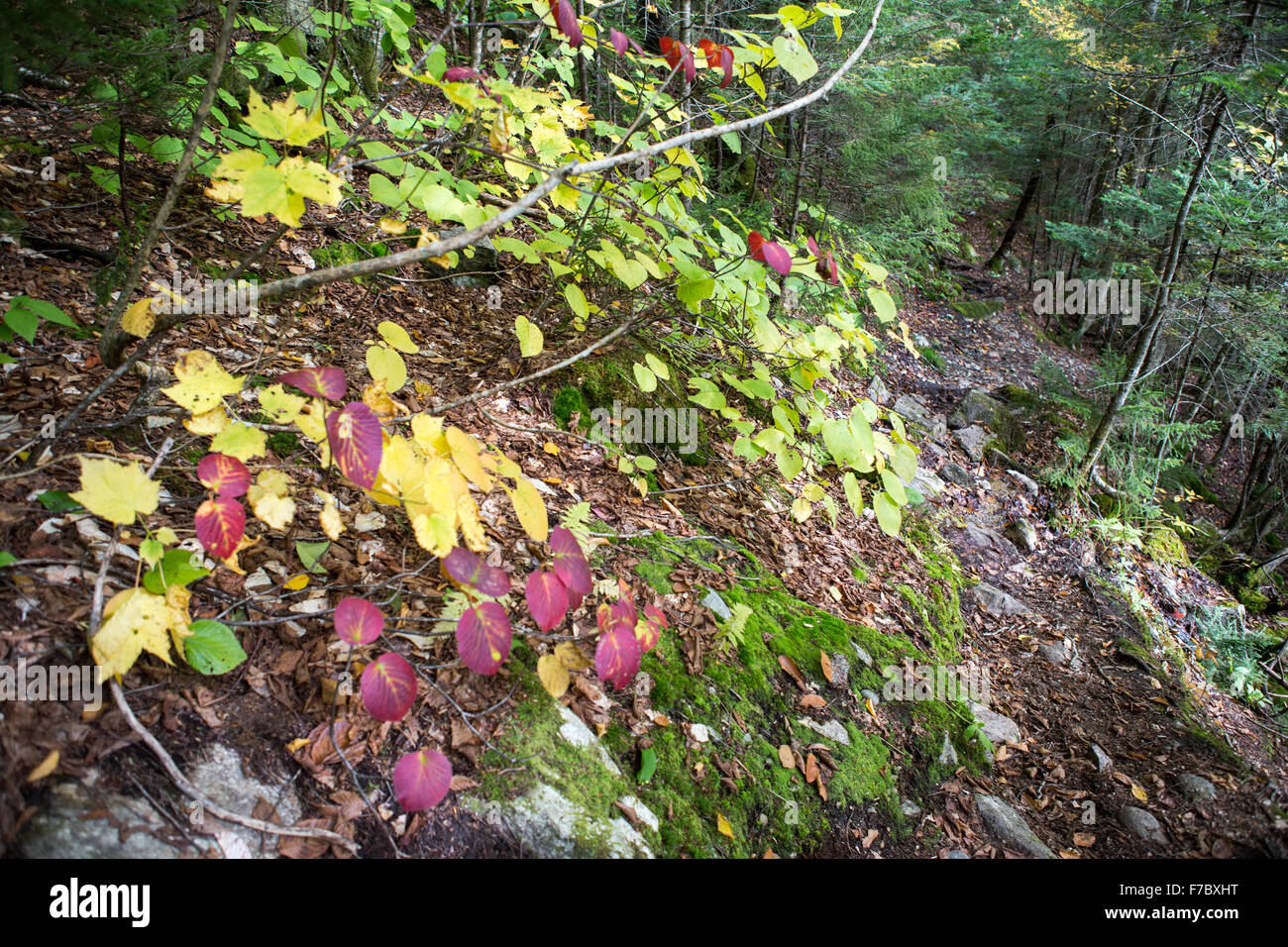 Radici di alberi e foglie in una foresta al tempo di caduta Foto Stock