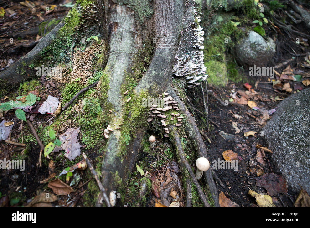 Radici di alberi e i funghi in una foresta al tempo di caduta Foto Stock