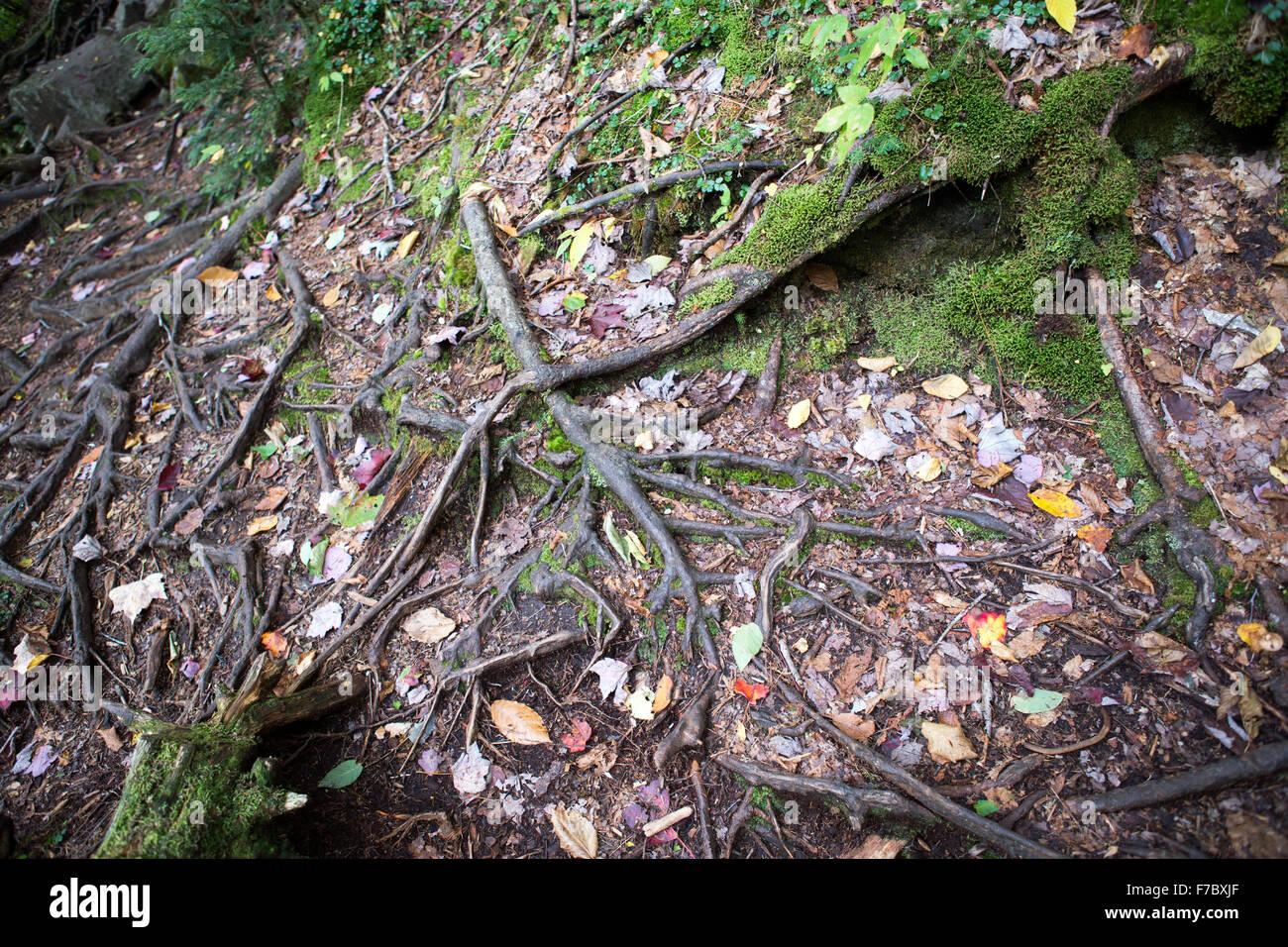 Radici di alberi e foglie in una foresta al tempo di caduta Foto Stock