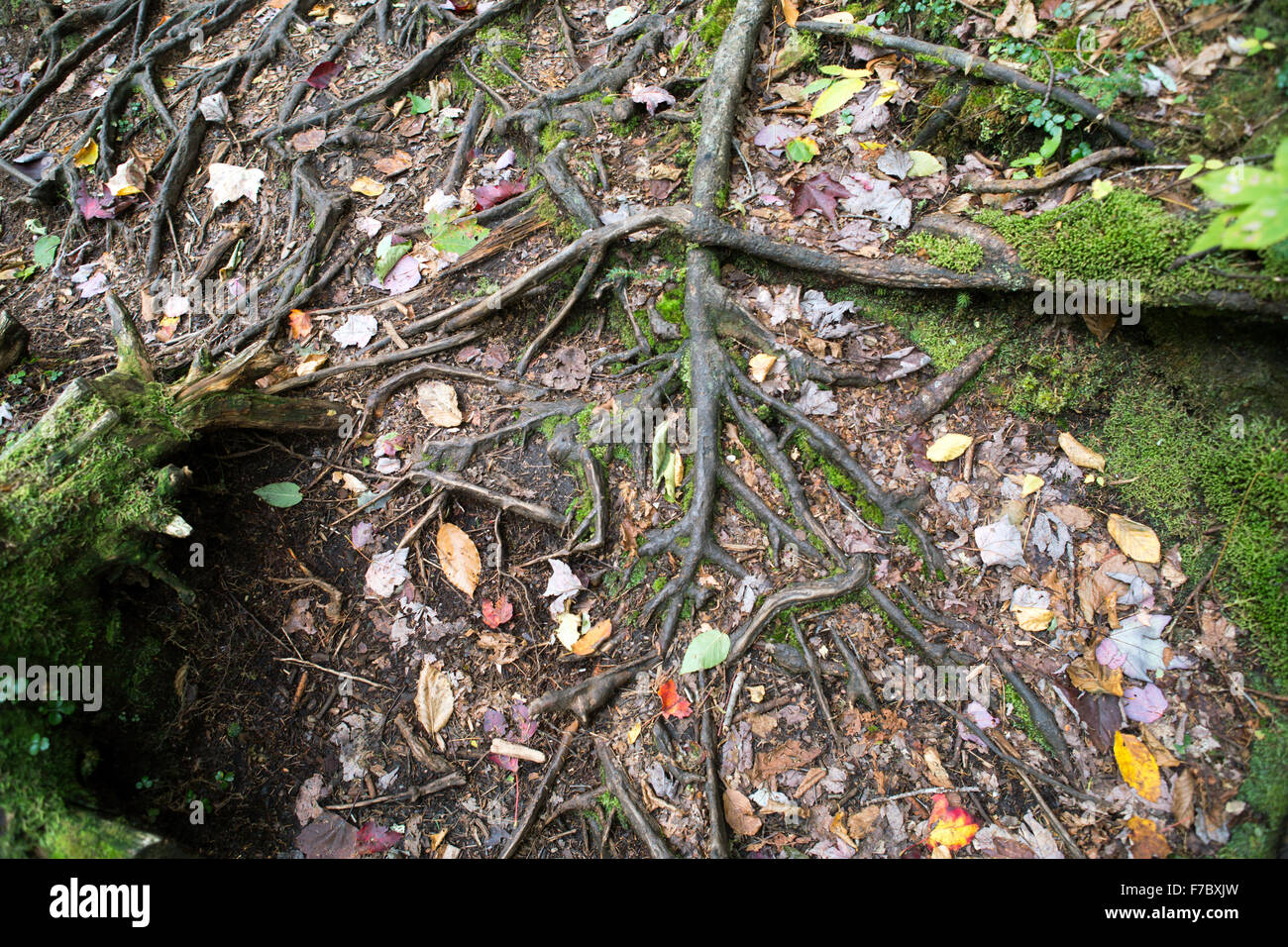 Radici di alberi e foglie in una foresta al tempo di caduta Foto Stock