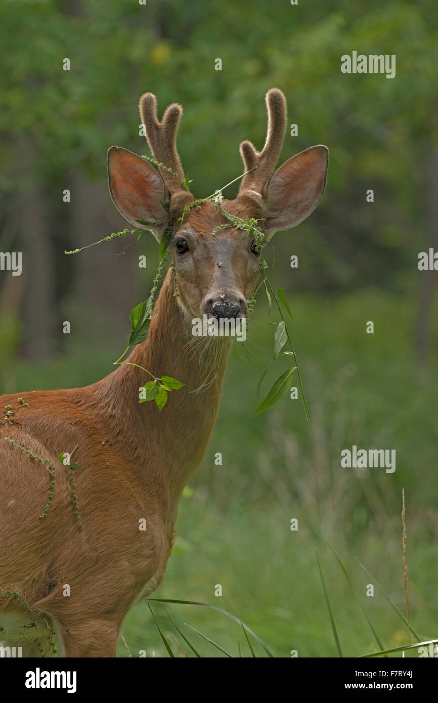 White-tailed deer, New York, Young Buck in velluto con impianto catturati in palchi Foto Stock