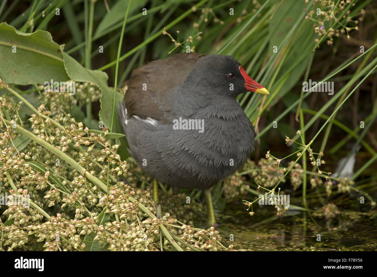 Comune (moorhen Gallinula chloropus), Regno Unito Foto Stock