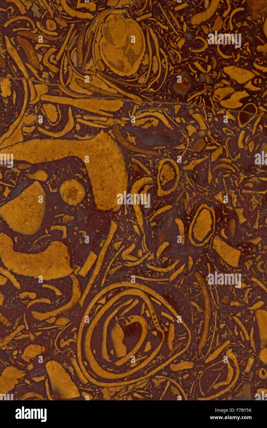 Coquina , India ,roccia sedimentaria composta interamente o quasi interamente del trasportato, abraso, e mechanicall Foto Stock