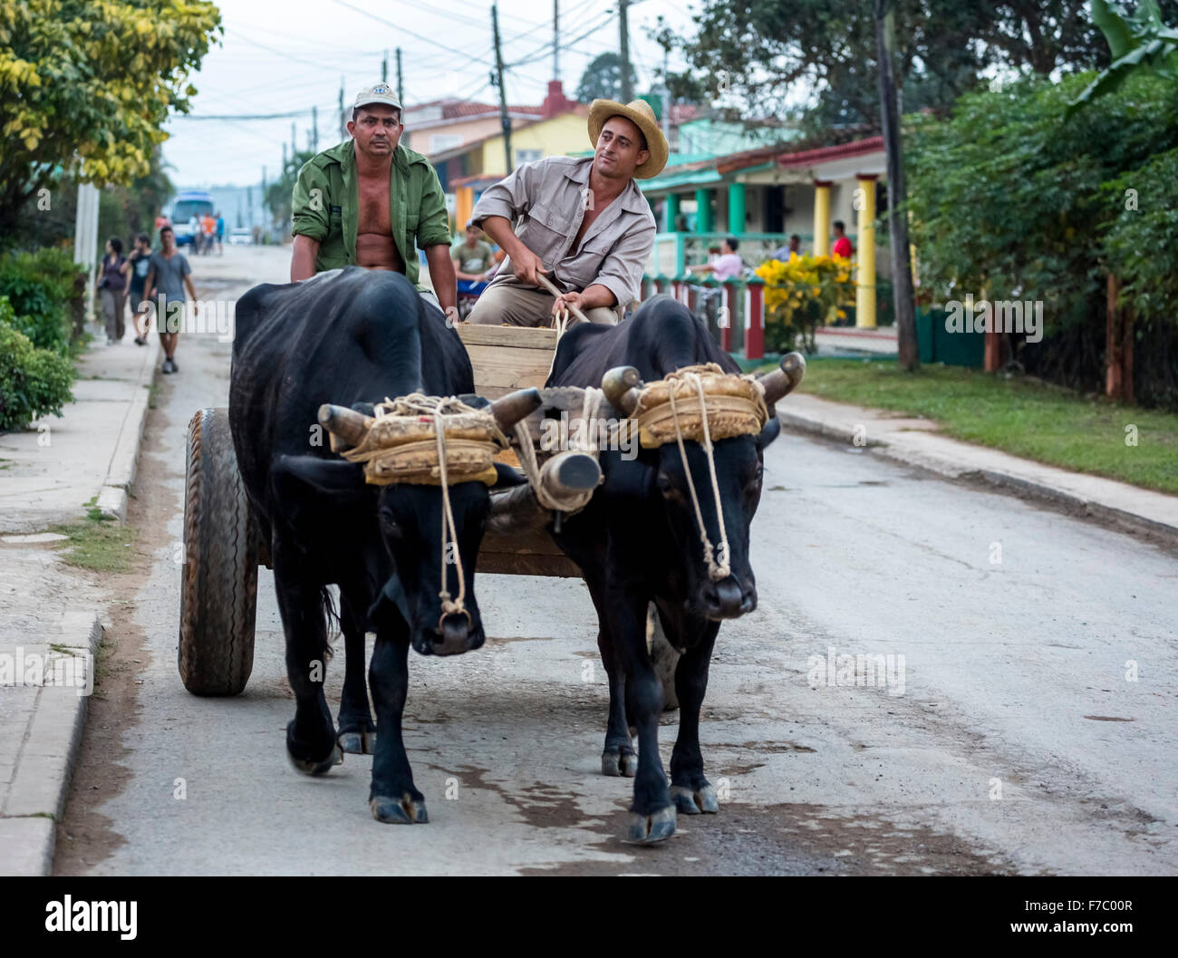 Oxcart nelle strade di Vinales, due agricoltori, Cuba, Pinar del Río, Cuba, America Centrale Foto Stock