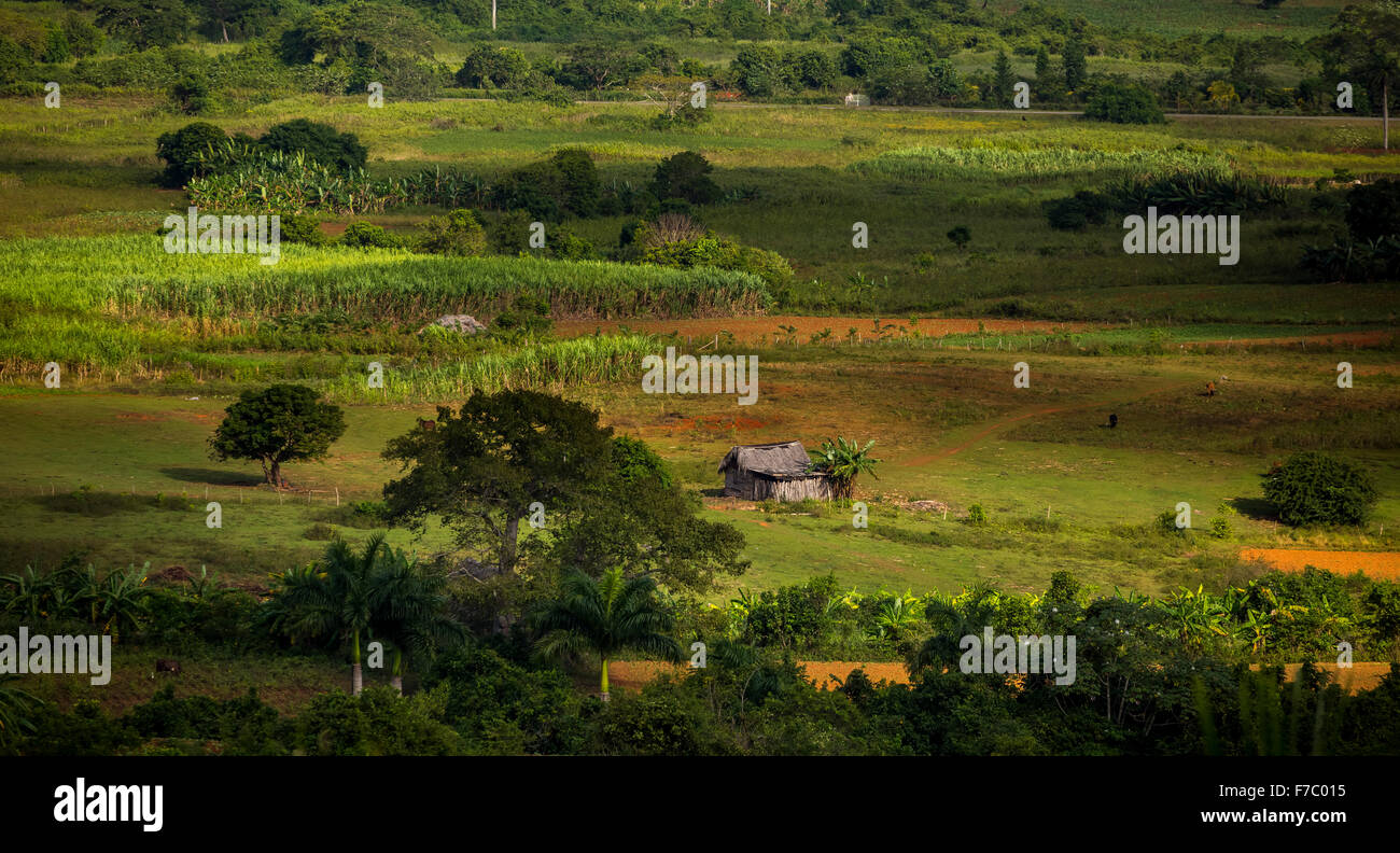 Agriturismo, farmer's cottage, granaio per essiccare le foglie di tabacco, campi di tabacco e le montagne di mogotes, Valle di Viñales con ka Foto Stock
