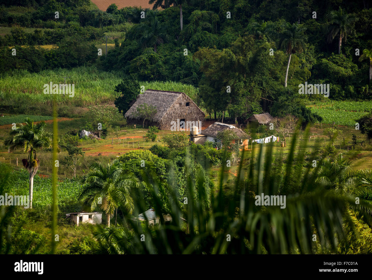Agriturismo, farmer's cottage, granaio per essiccare le foglie di tabacco, campi di tabacco e le montagne di mogotes, Valle di Viñales con ka Foto Stock