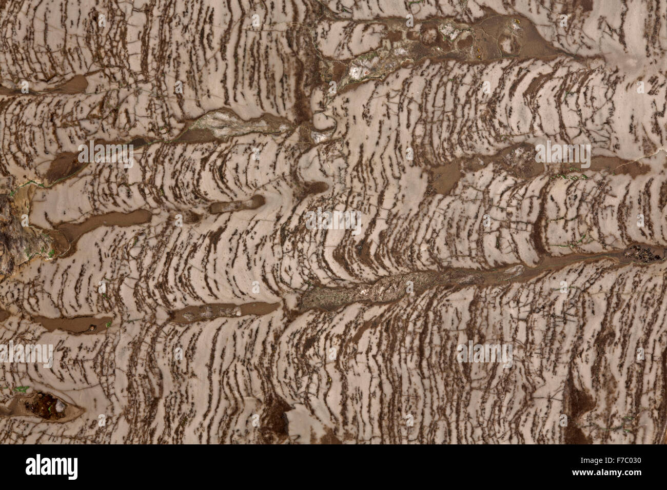 Stromatolite (a colonne), chiamato anche carbonati microbica sono tra le più antiche forme di vita della terra,Torgo Bacino del fiume,Yakutia Foto Stock