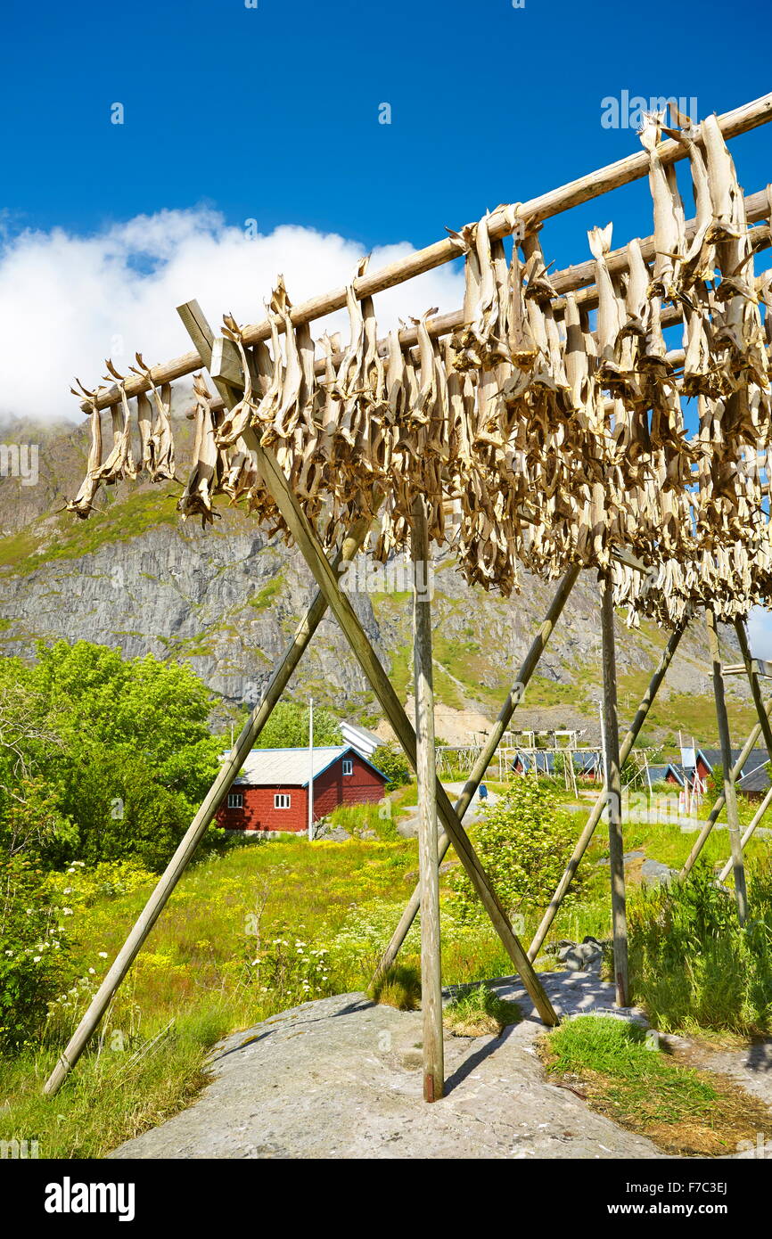 Essiccamento stoccafisso, Isole Lofoten in Norvegia Foto Stock