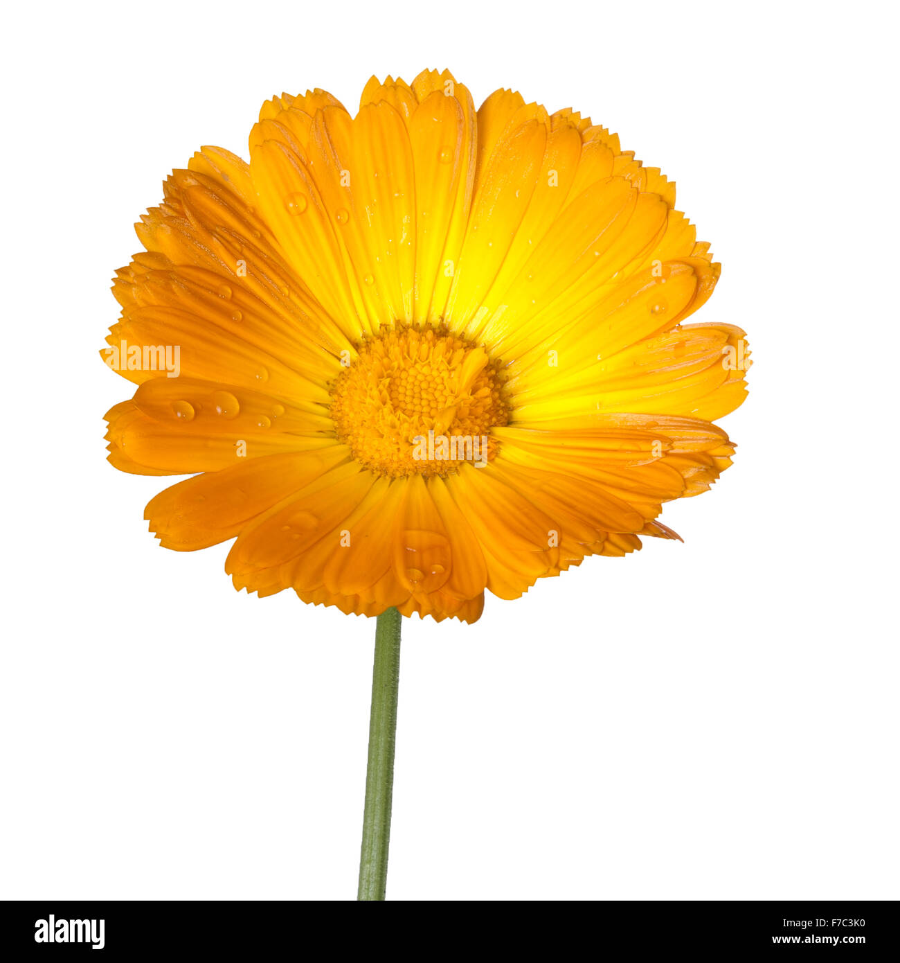 Calendula fiori reale con gocce di pioggia. Isolato su bianco. Calendula officinalis. Foto Stock