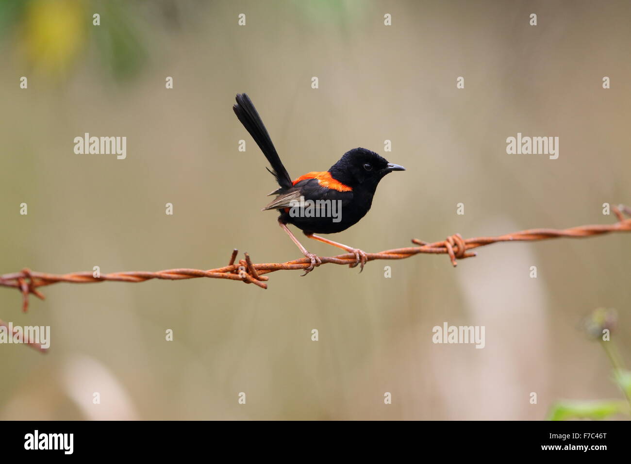 Red-backed fairywren (Malurus melanocephalu) in Australia Foto Stock