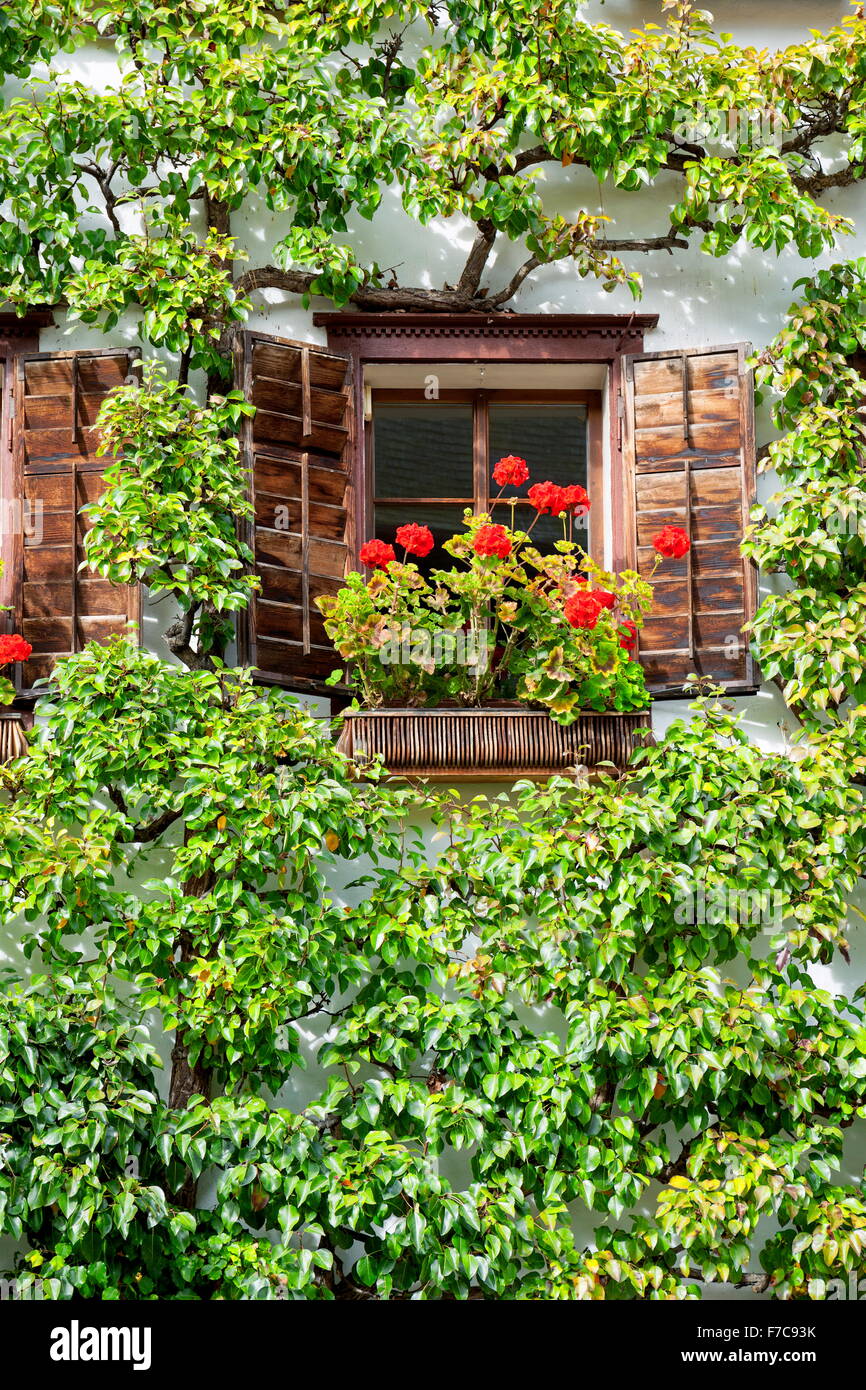 Finestra con fiori di colore rosso, Hallstatt, Salzkammergut, Austria Foto Stock
