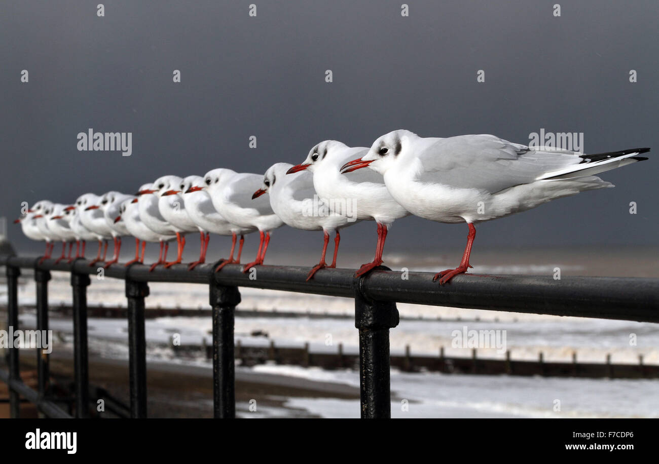 Testa nera gabbiani rivolta verso il forte vento. Foto Stock