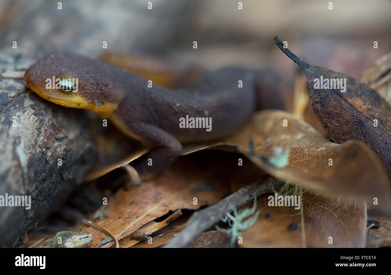 Rough-scuoiati Newt (Taricha granulosa) strisciando su foglie Foto Stock