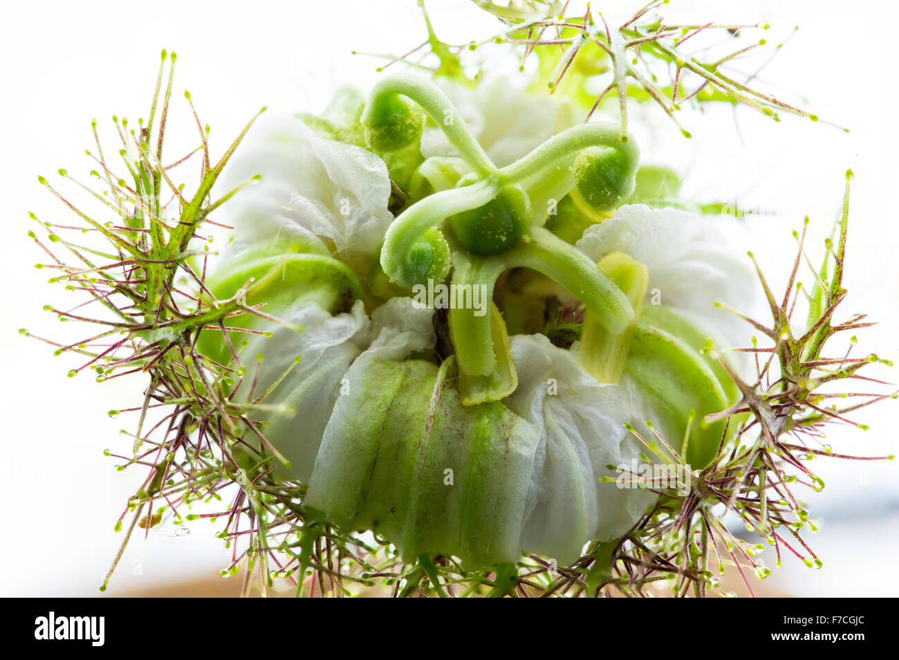 Closeup Scarletfruit fioritura del fiore su sfondo bianco Foto Stock