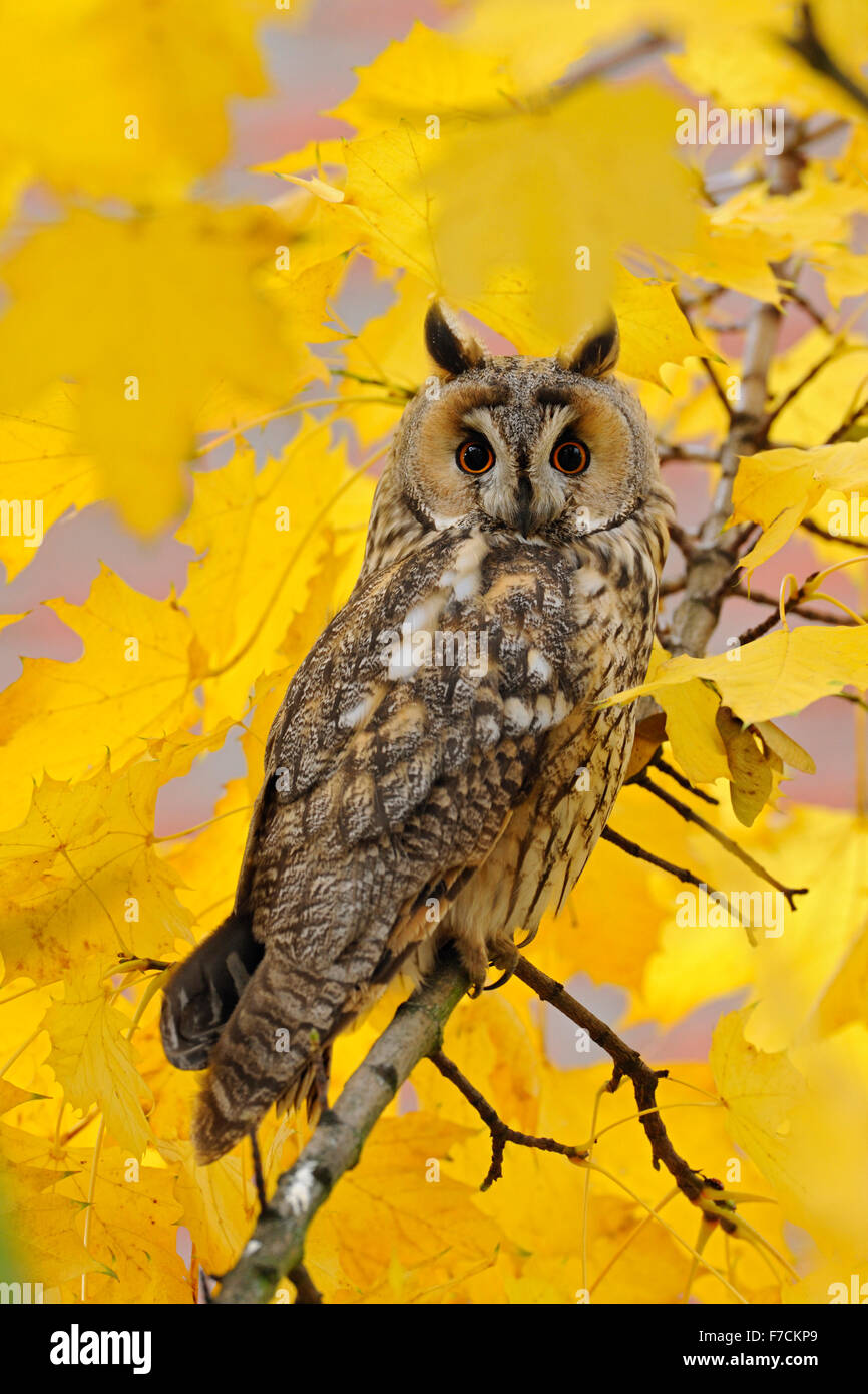 Gufo comune / Waldohreule ( Asio otus ) appollaiato in un albero di acero, arancione occhi aperti, circondato da foglie d'oro, la fauna selvatica Foto Stock