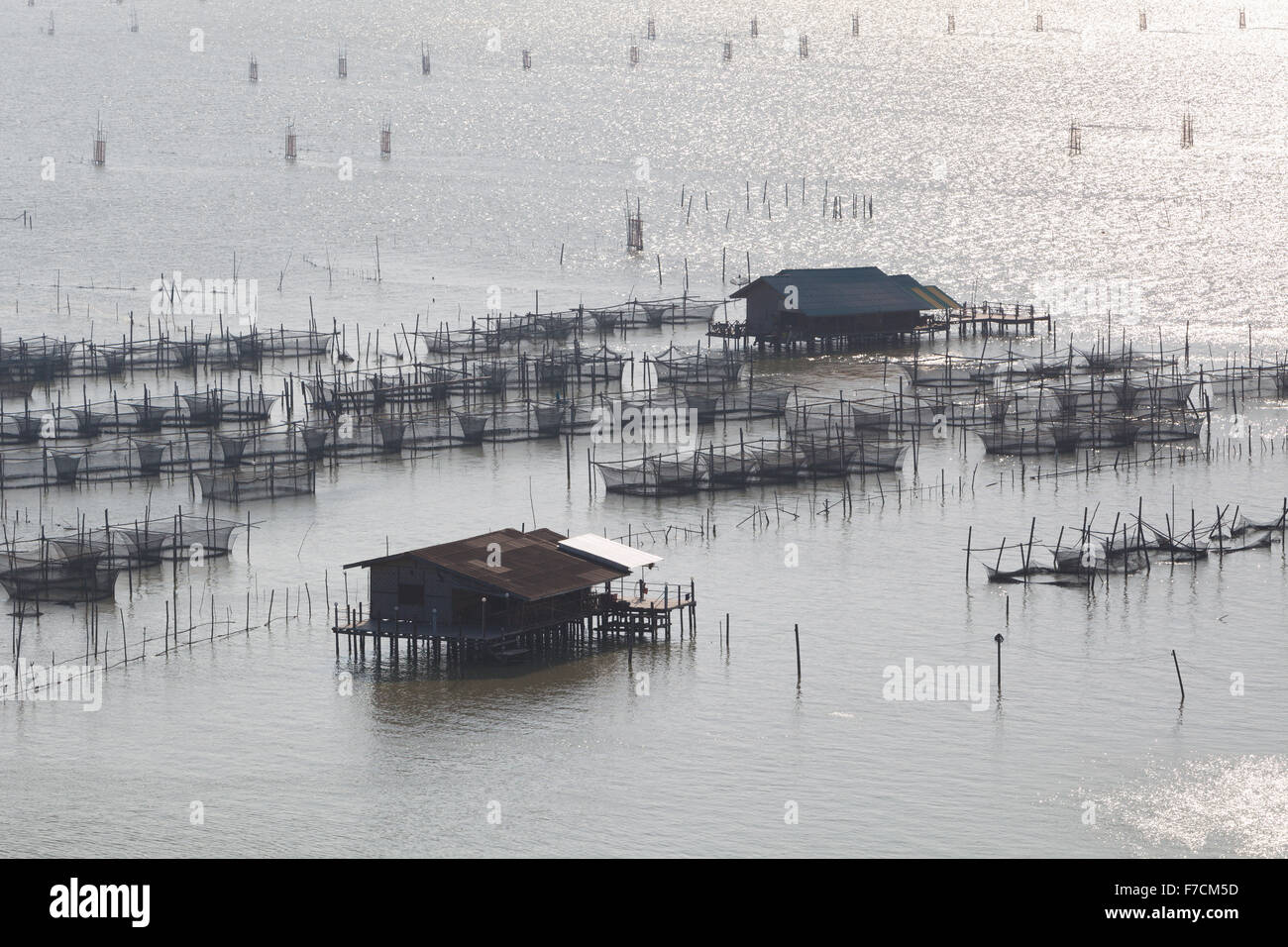 Allevamento di pesci nel lago di Songkhla nel sud della Thailandia Foto Stock