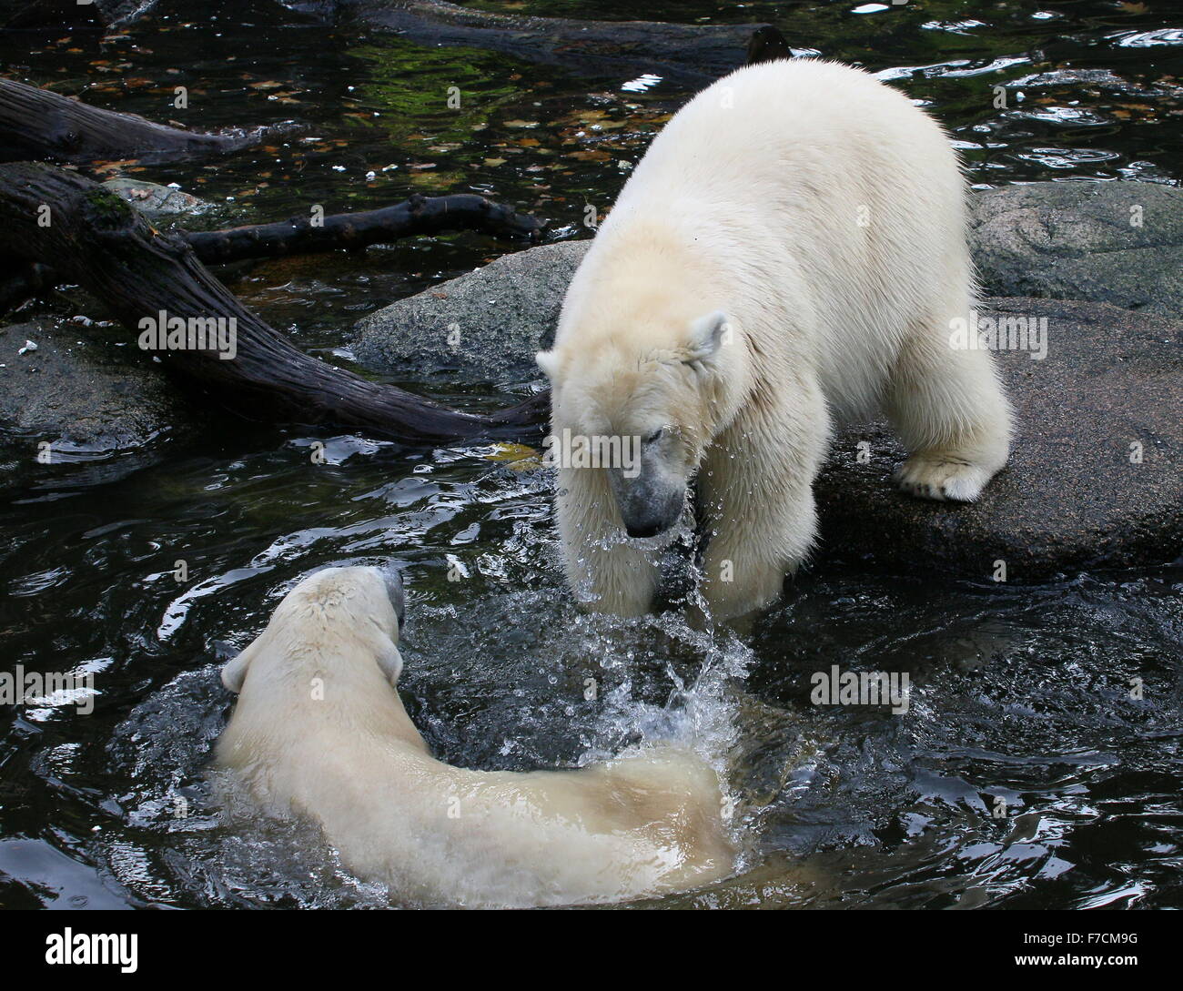 Due brioso femmina matura orsi polari (Ursus maritimus) che lottano tra di loro Foto Stock
