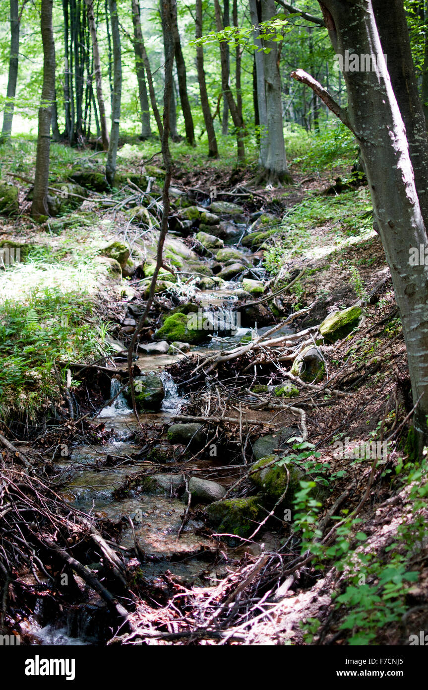 Babbling Mountain Stream Over Forest Rocks - affluente di Kamenna Reka Foto Stock
