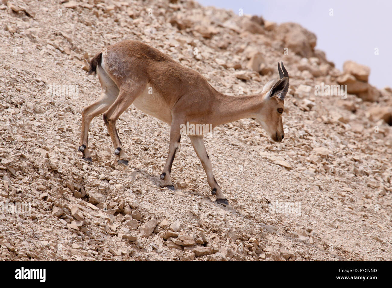 Mentre inserendo il cavo auto per andare fino a Masada ho notato questo fawn in seguito altri sul pendio. Foto Stock