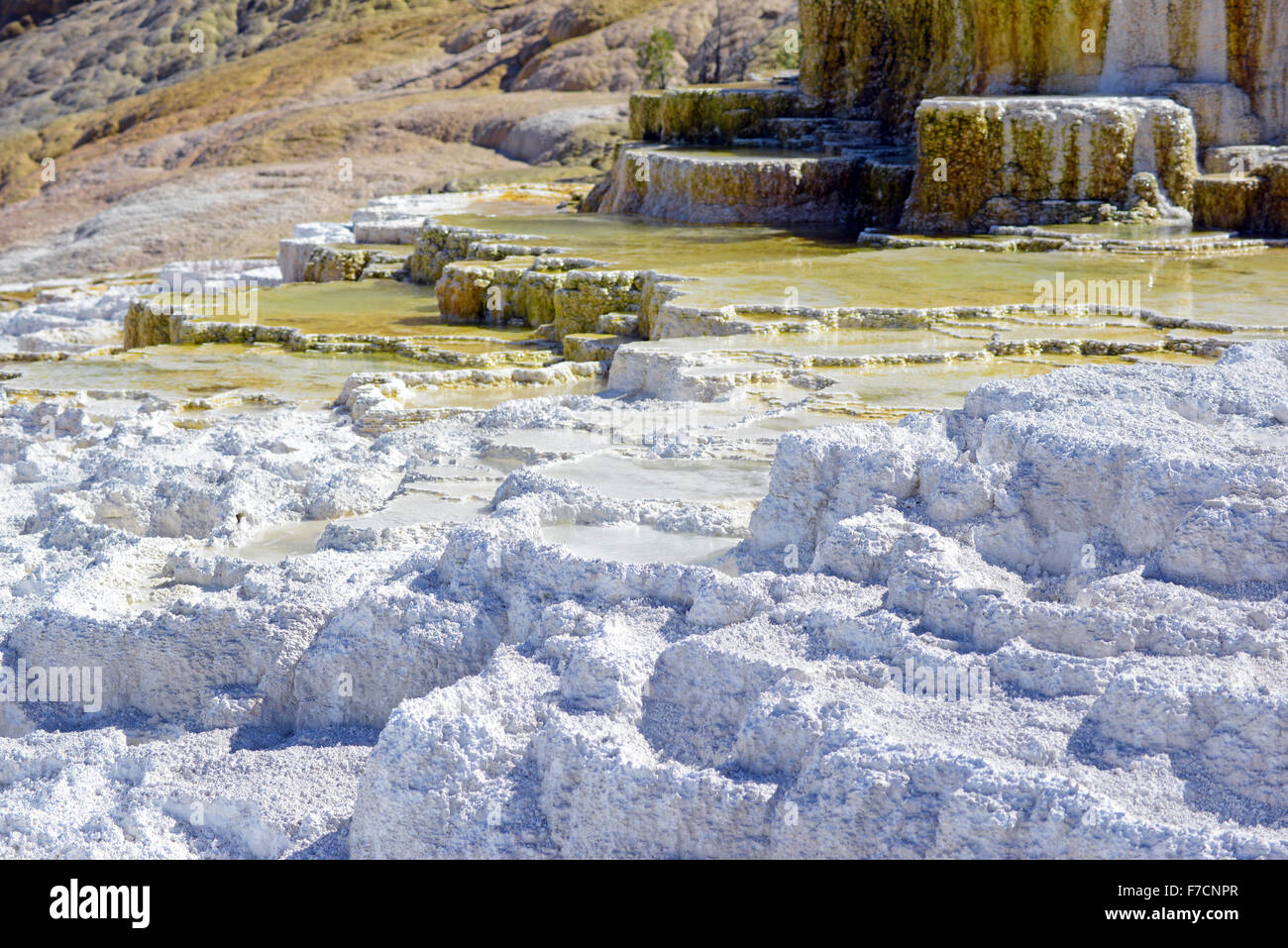 Terrazze di travertino di Mammoth Hot Springs, il Parco Nazionale di Yellowstone Foto Stock