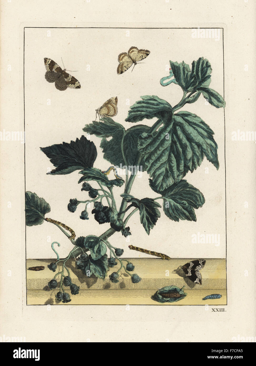 Phoenix tarma Eulithis prunata, il novellame, Caterpillar e pupa. Handcolored incisione su rame disegnato e inciso da Giacobbe l'Admiral in Naauwkeurige Waarneemingen omtrent de veranderingen van veele Insekten (Descrizioni accurate delle Metamorfosi di insetti), J. Sluyter, Amsterdam, 1774. Per questa seconda edizione, M. Houttuyn aggiunto un altro otto piastre all'originale 25. Foto Stock