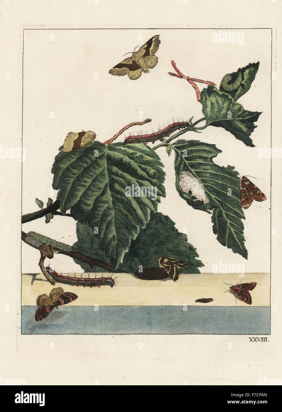 Lackey moth, Malacosoma neustria e caterpillar in silken tenda sulla foglia. Handcolored incisione su rame disegnato e inciso da Giacobbe l'Admiral in Naauwkeurige Waarneemingen omtrent de veranderingen van veele Insekten (Descrizioni accurate delle Metamorfosi di insetti), J. Sluyter, Amsterdam, 1774. Per questa seconda edizione, M. Houttuyn aggiunto un altro otto piastre all'originale 25. Foto Stock