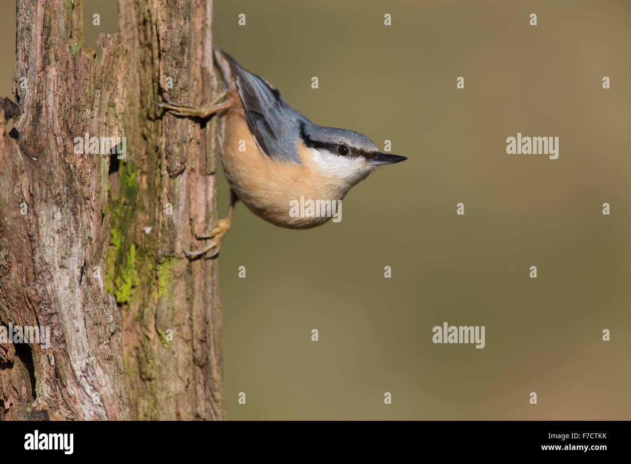 Unione picchio muratore, Kleiber, Spechtmeise, Sitta europaea, Sittelle torchepot Foto Stock