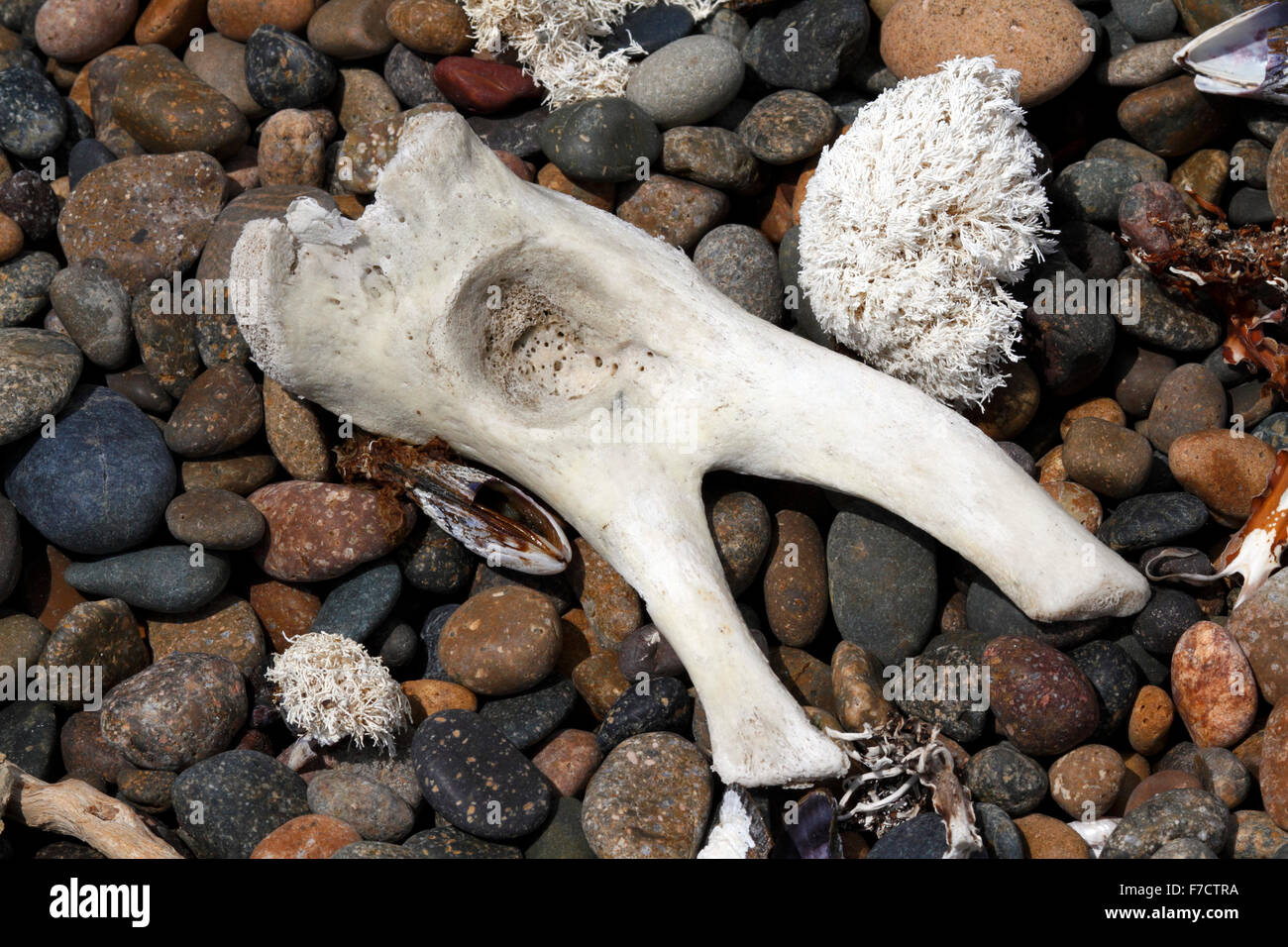 Osso di balena lavato fino alla riva e sbiancata dal sole e mare Foto Stock