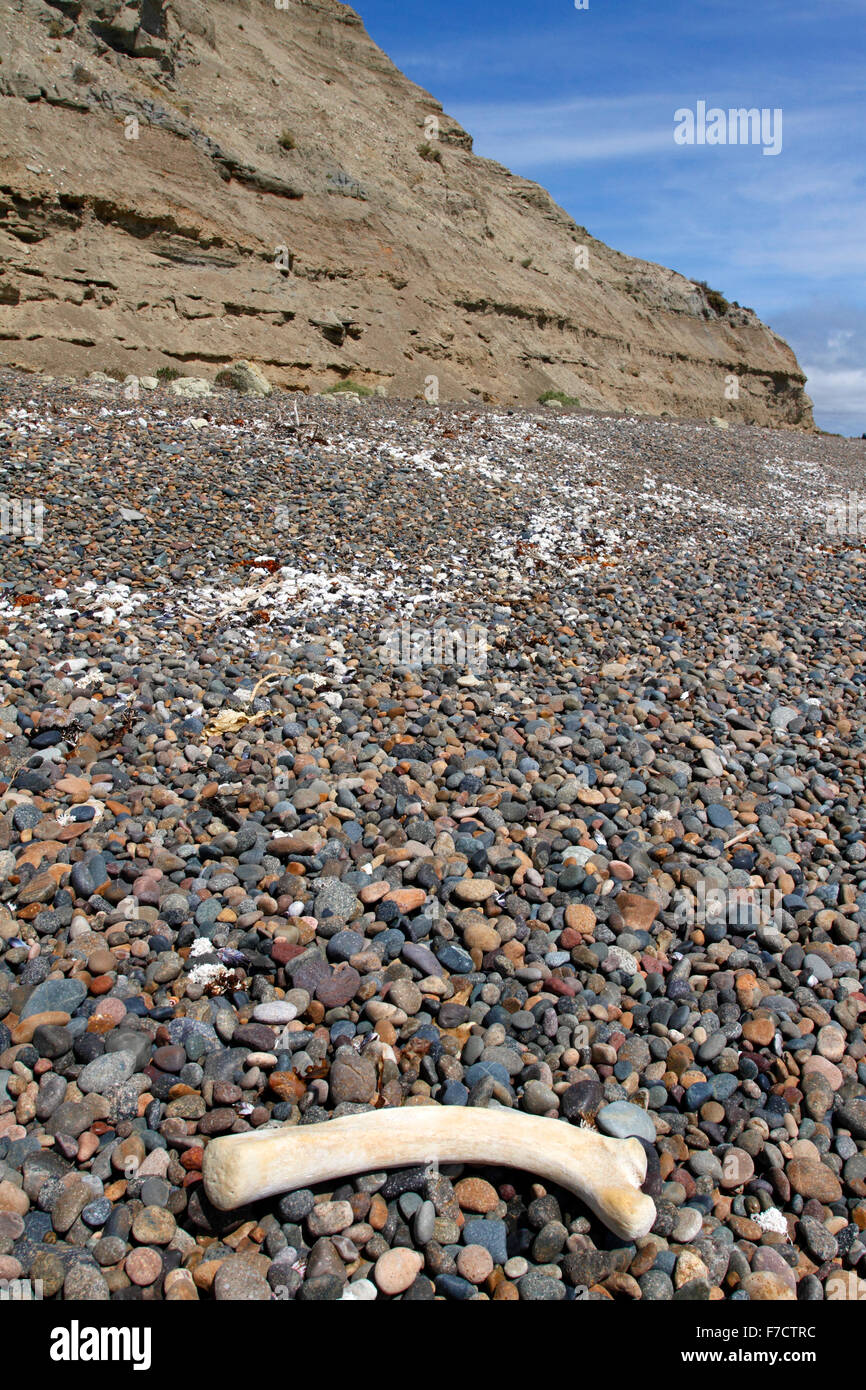 El Pedral spiagge e scogliere vicino a Puerto Madryn , Chubut Provincia, Patagonia, Argentina. Santuario del pinguino globale della società. Foto Stock
