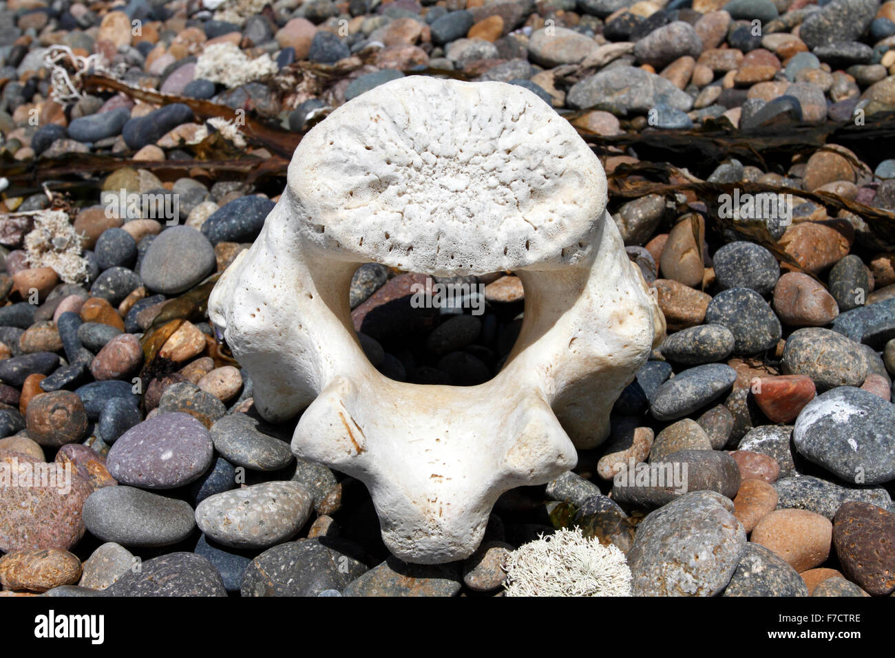 Osso di balena lavato fino alla riva e sbiancata dal sole e mare Foto Stock