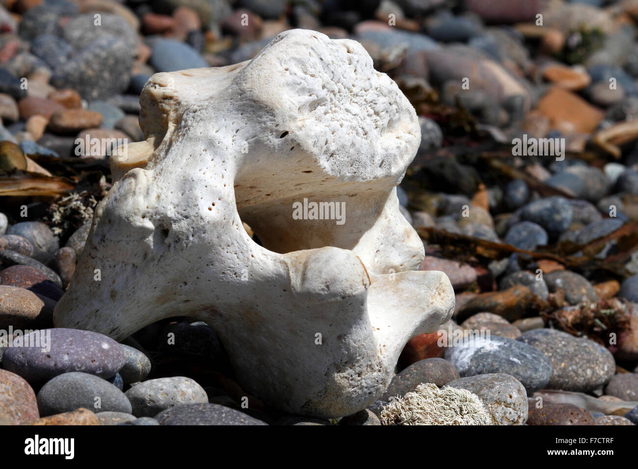 Osso di balena lavato fino alla riva e sbiancata dal sole e mare Foto Stock