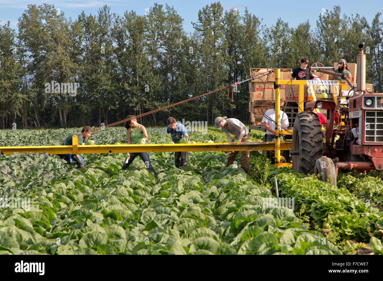 Lavoratori agricoli che cavolo di raccolta " Brassica oleracea". Foto Stock