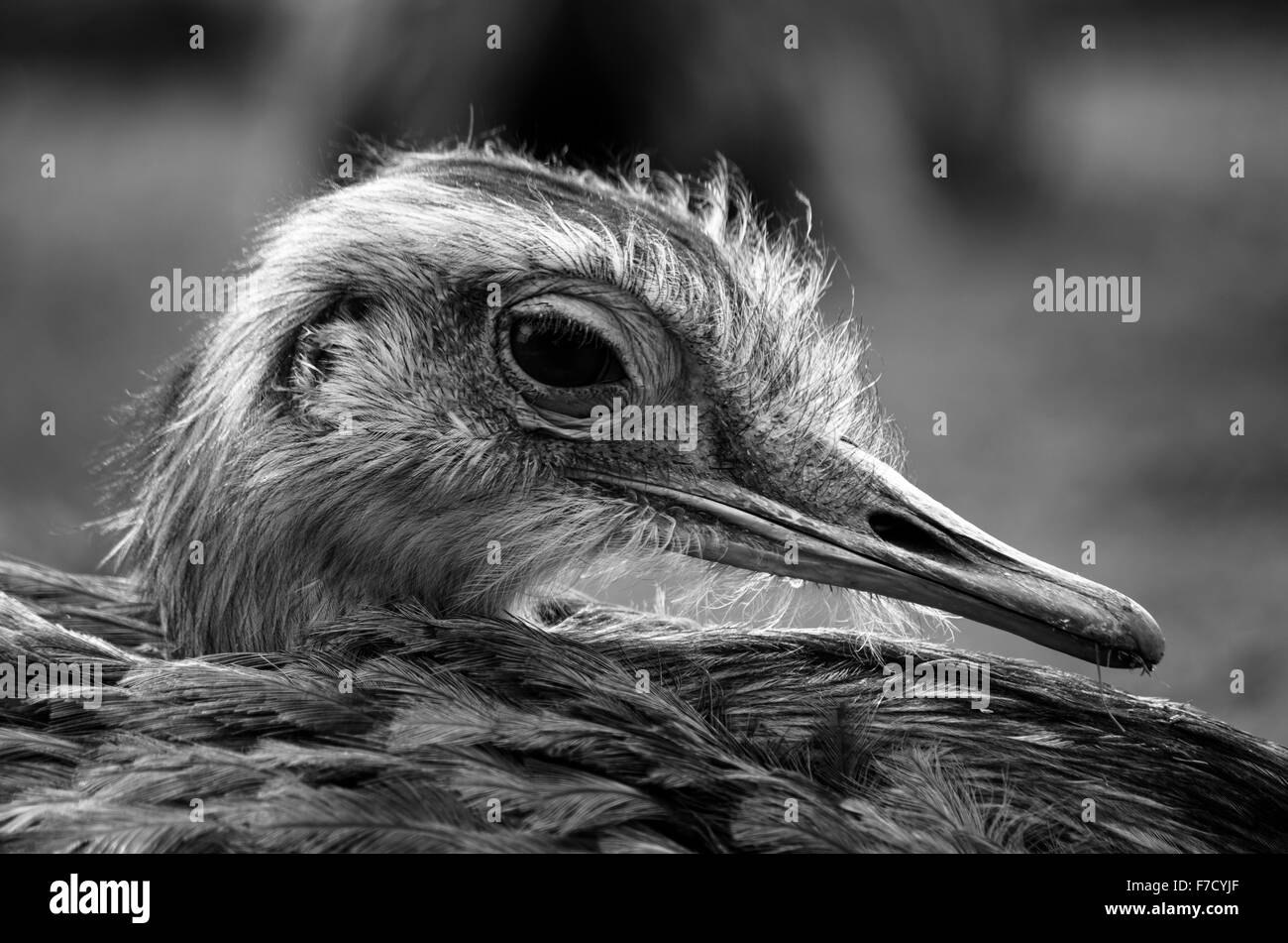 Bianco e nero headshot di emu (Dromaius novaehollandiae) nel profilo Foto Stock