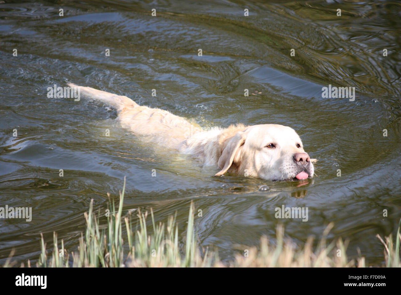 Un labrador cani di tipo a nuotare in un fiume Foto Stock