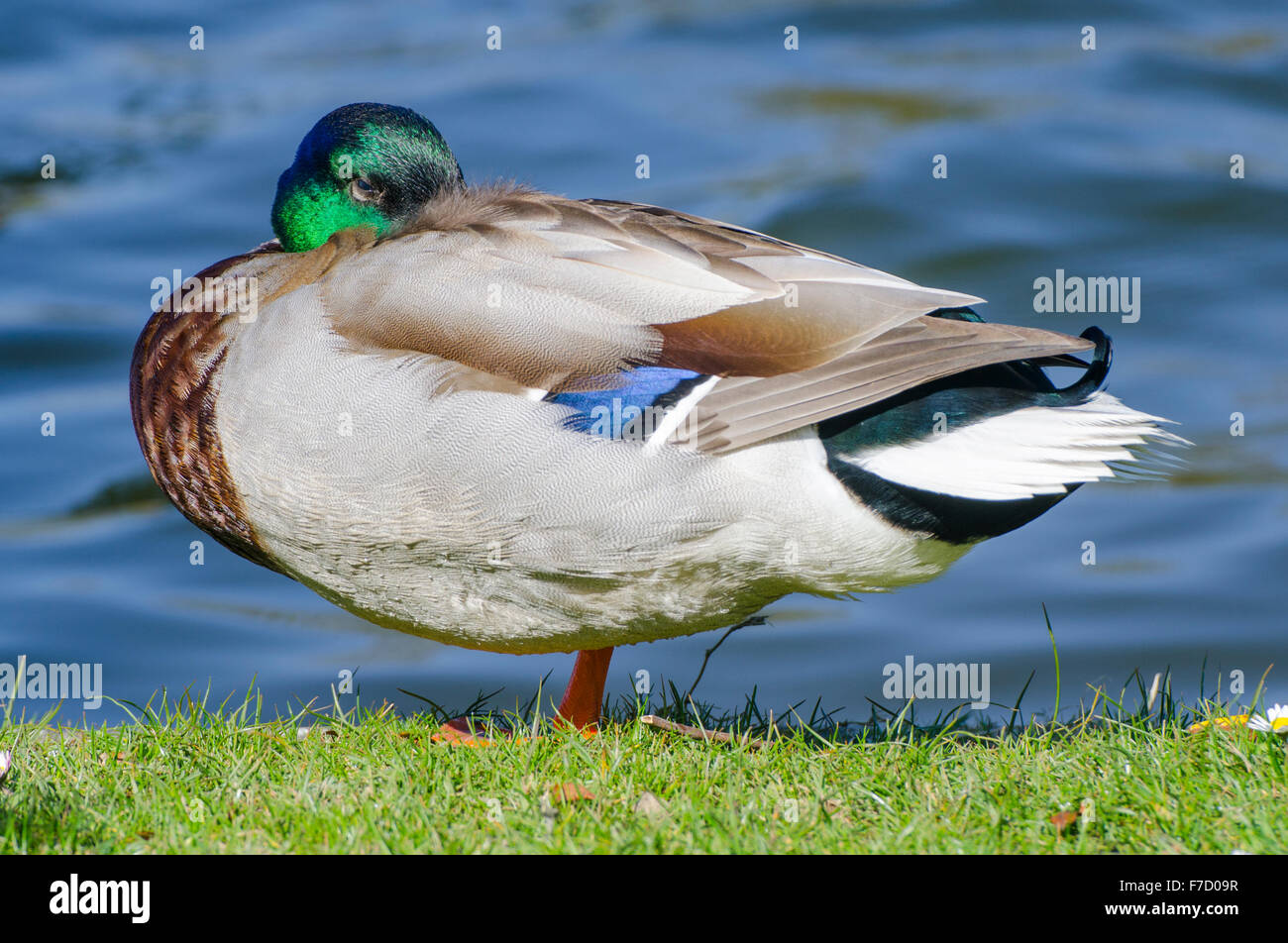Drake Mallard duck (Anas platyrhynchos) in piedi sull'erba dall'acqua nel Regno Unito. Foto Stock