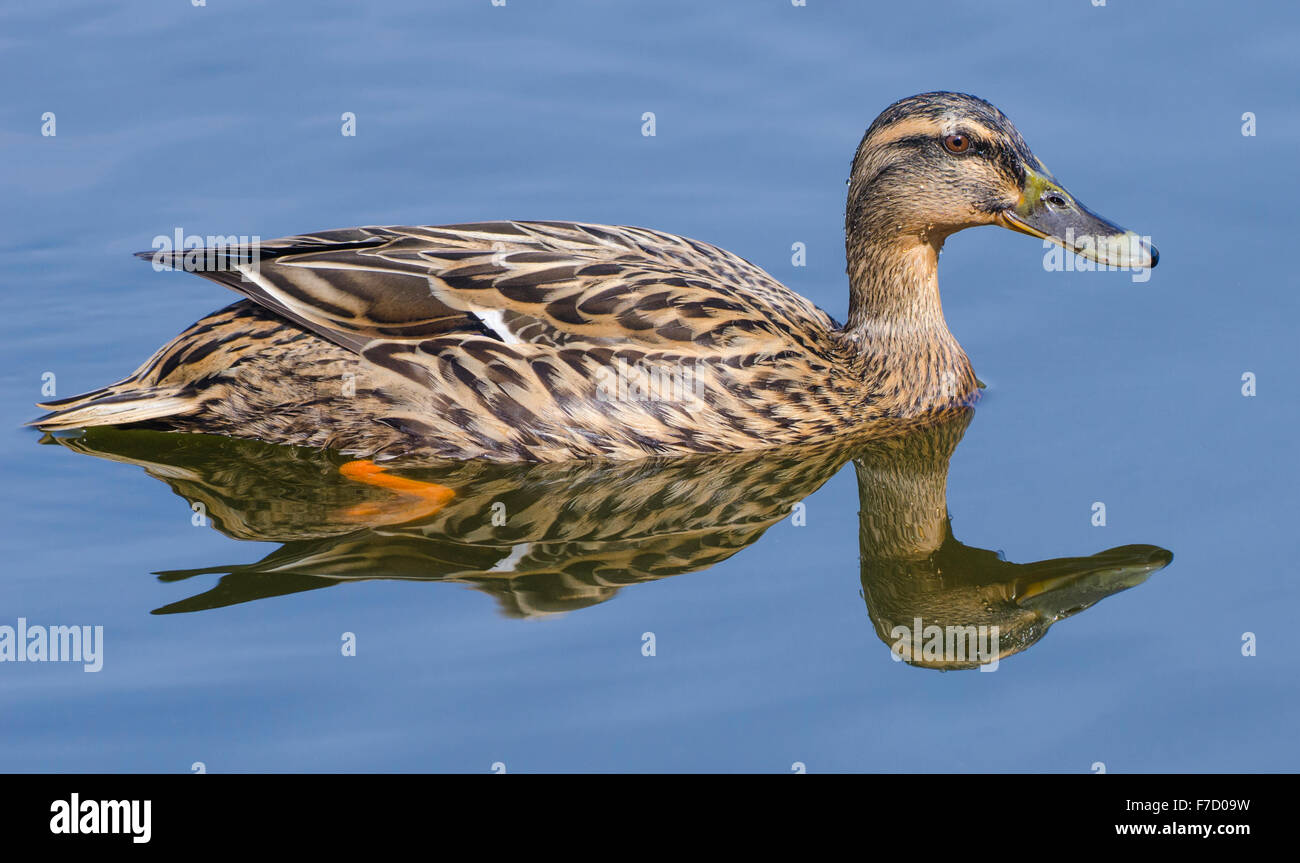Femmine di anatra germano reale (Anas platyrhynchos) su un lago con il suo riflesso nell'acqua, nel Regno Unito. Mallard duck acqua. Foto Stock
