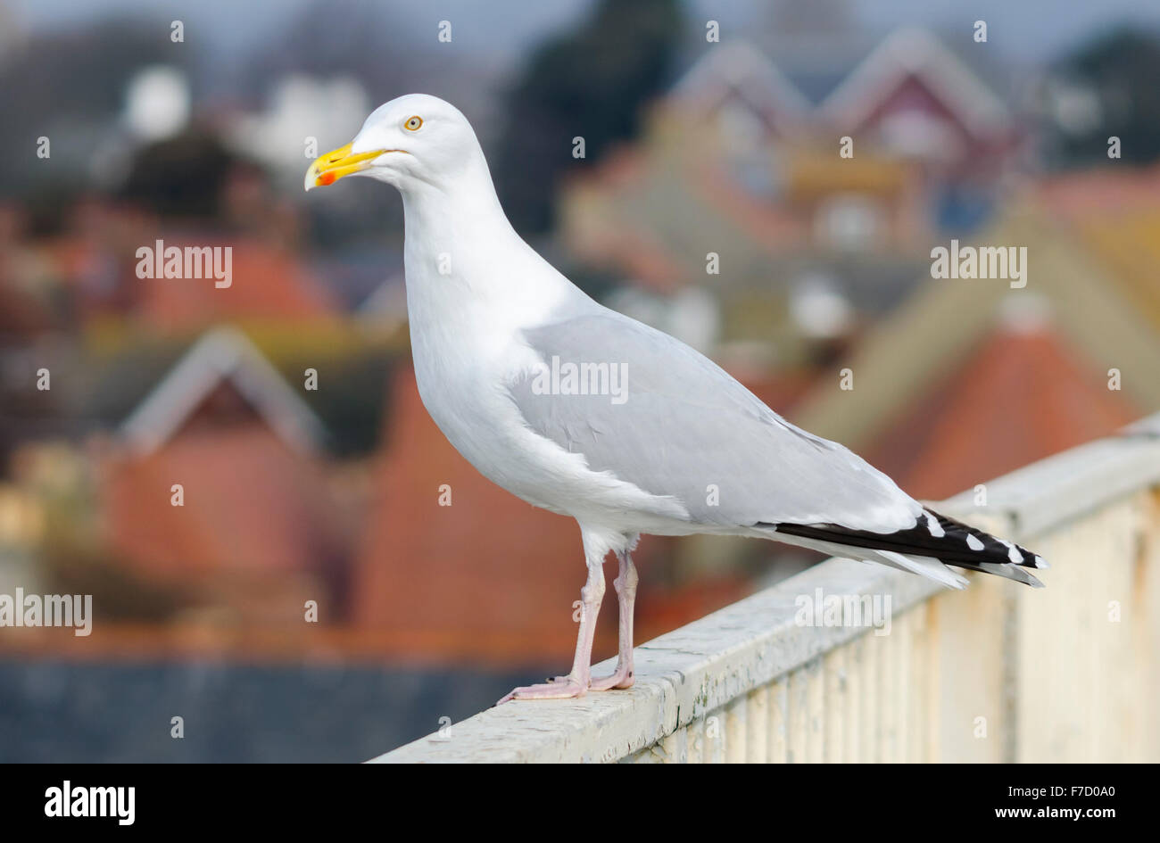 Aringhe adulte gabbiano (Larus argentatus) nella primavera stare al di sopra della casa che si affaccia sui tetti di una città nel Regno Unito. Seagull urban UK. Foto Stock