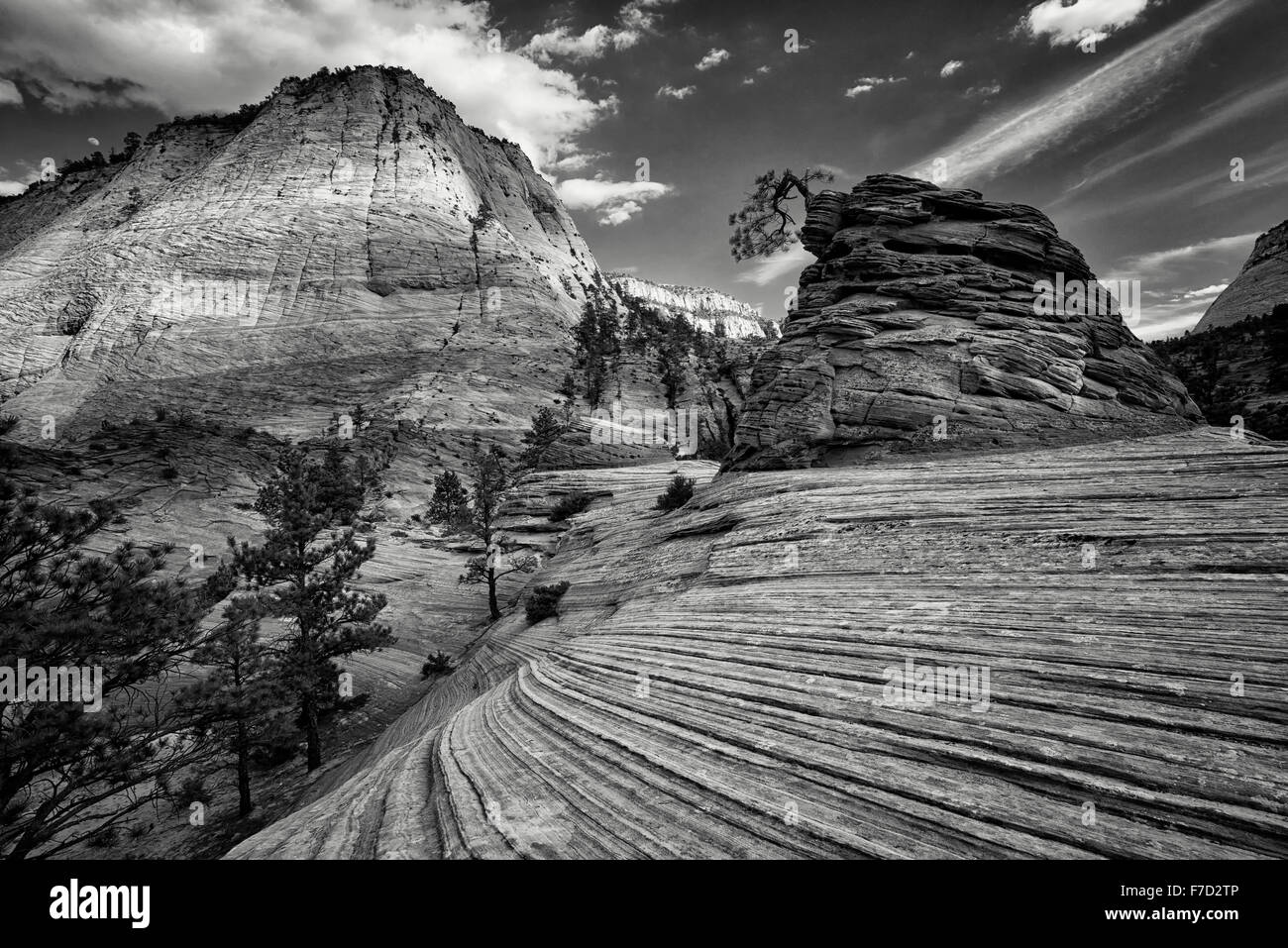 Bonai tree. Zion National Par, Utah Foto Stock