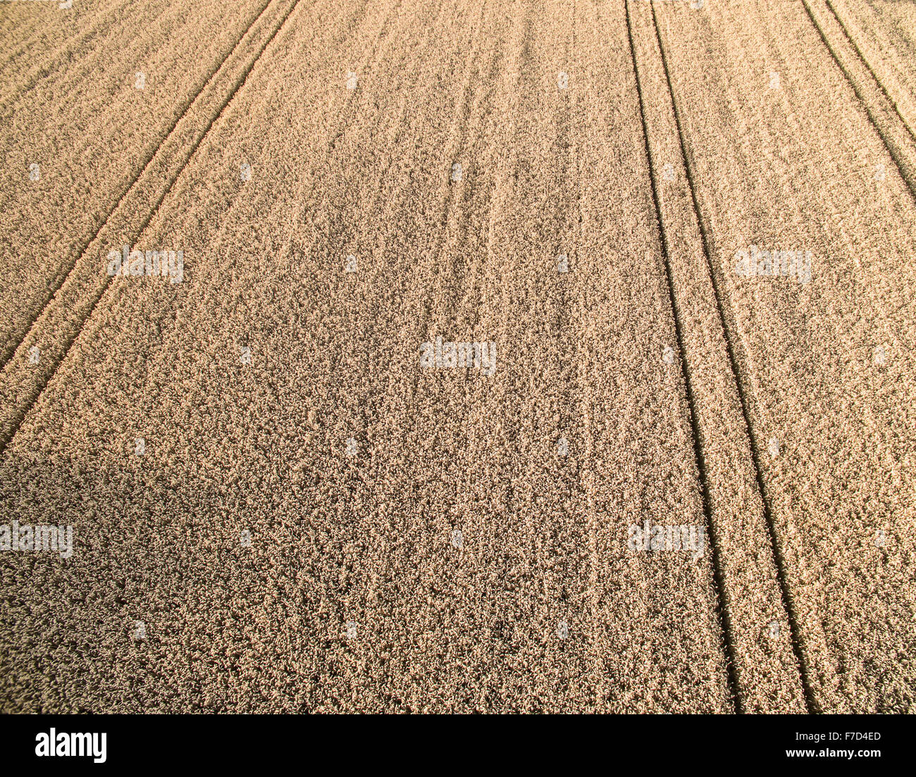 Le tracce in cornfield Foto Stock