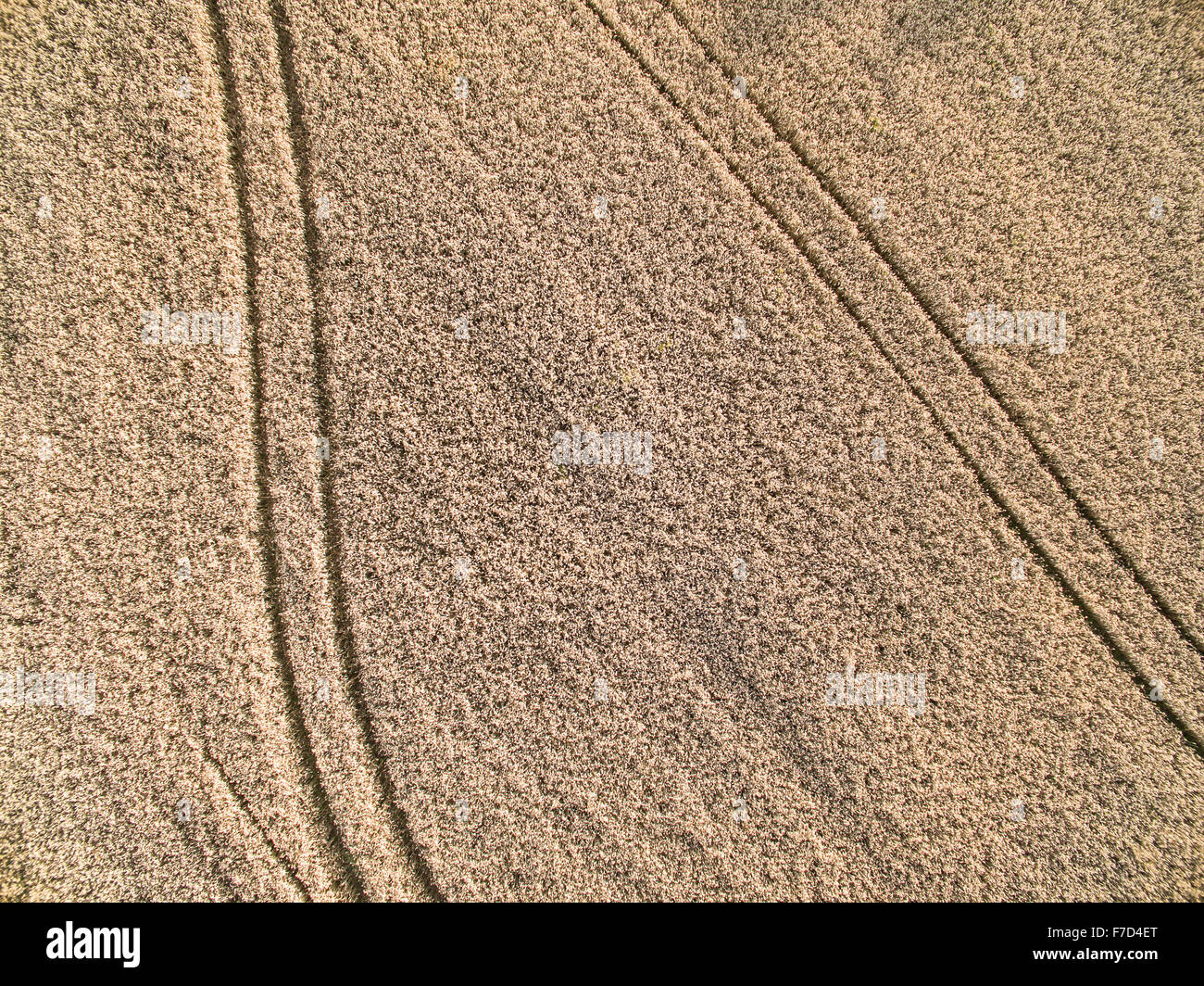 Le tracce in cornfield Foto Stock